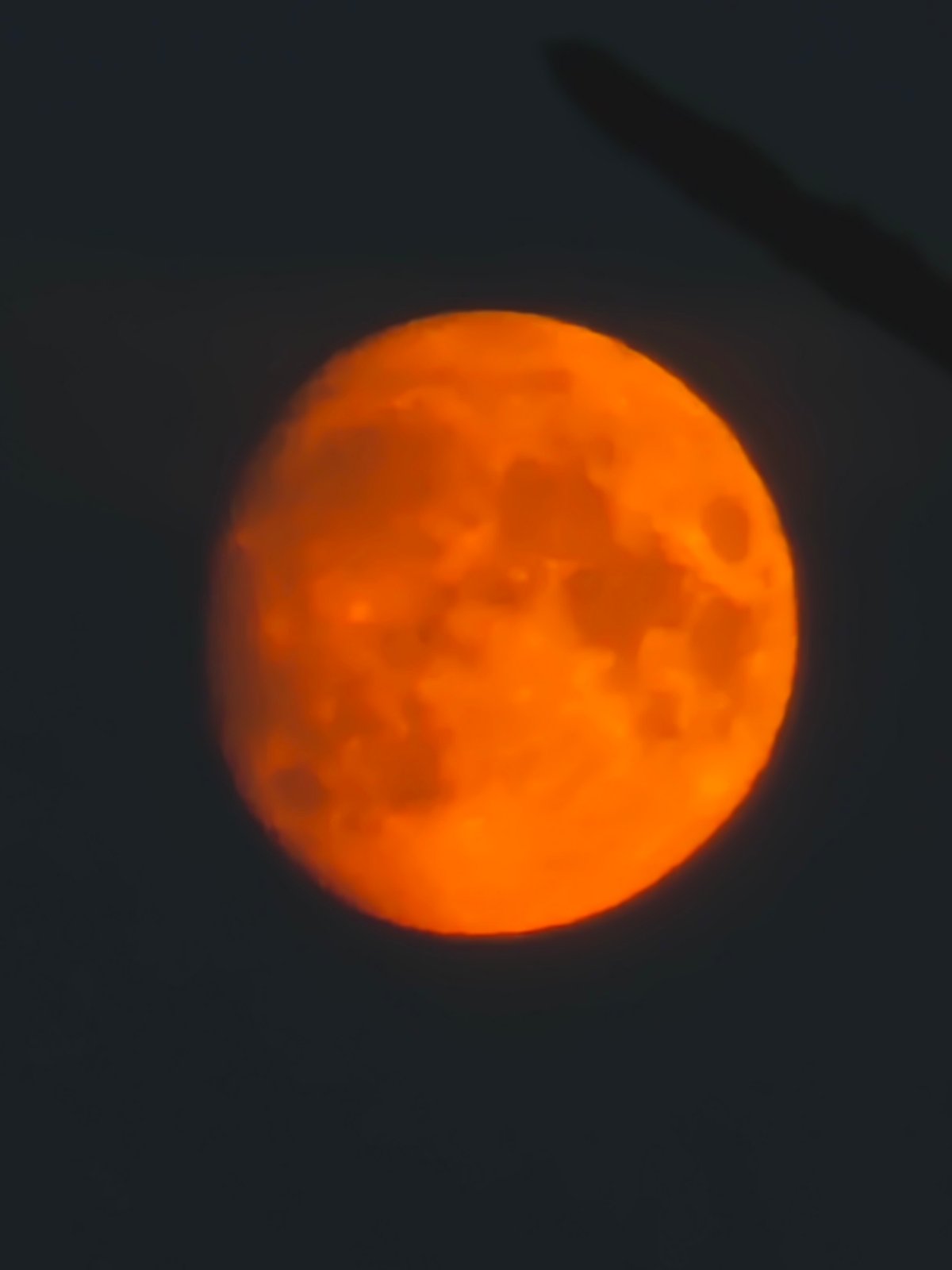 Full orange moon rises through tree branches in Chaikovsky