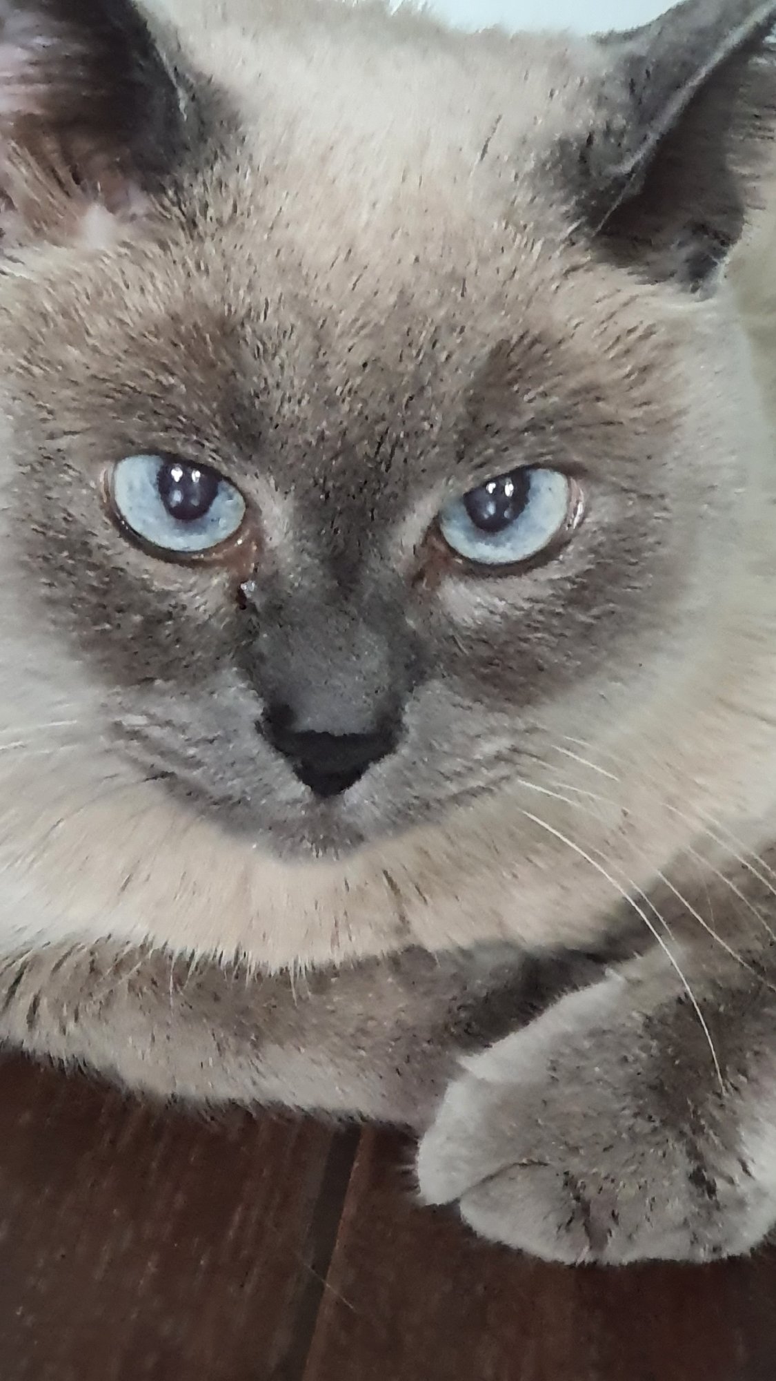 Siamese cat lounging on a wooden floor in Krasnoyarsk