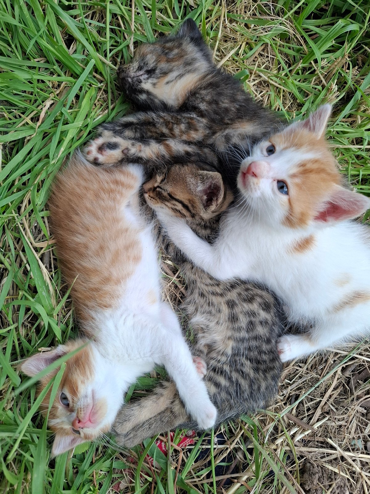 Litter of kittens spotted resting in grass patch