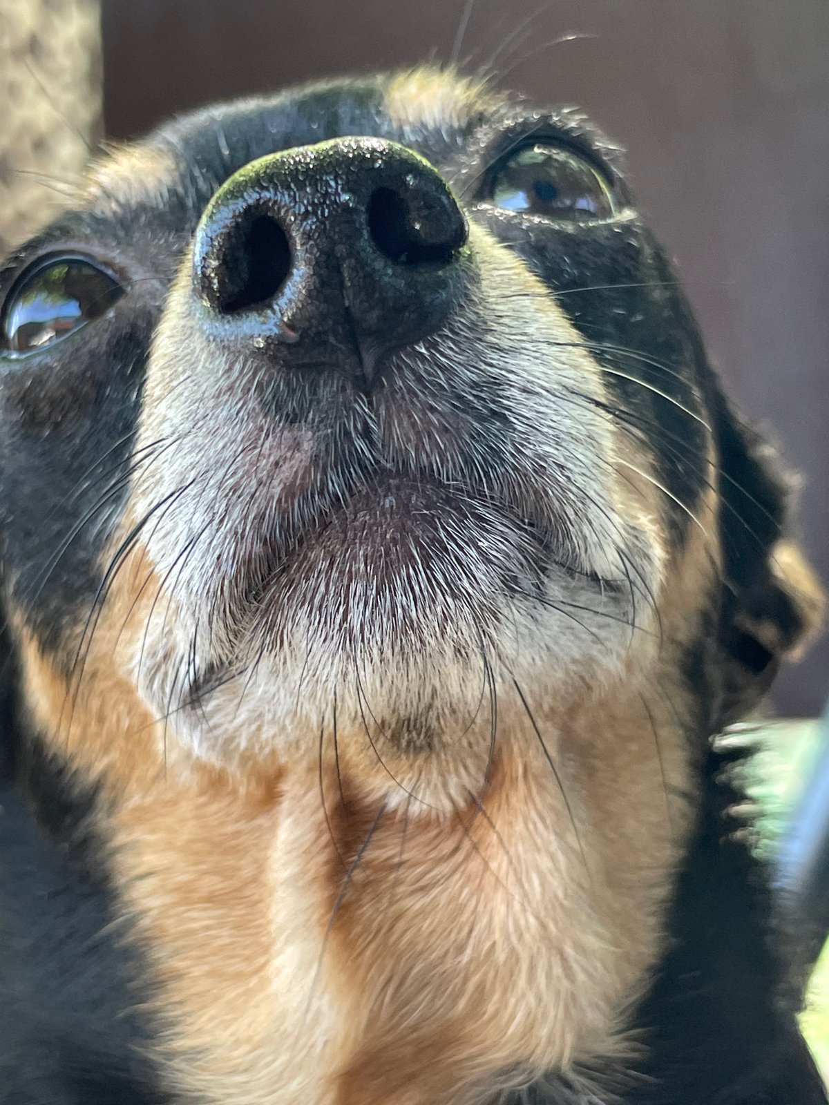 Close-up portraits of a small black and tan dog
