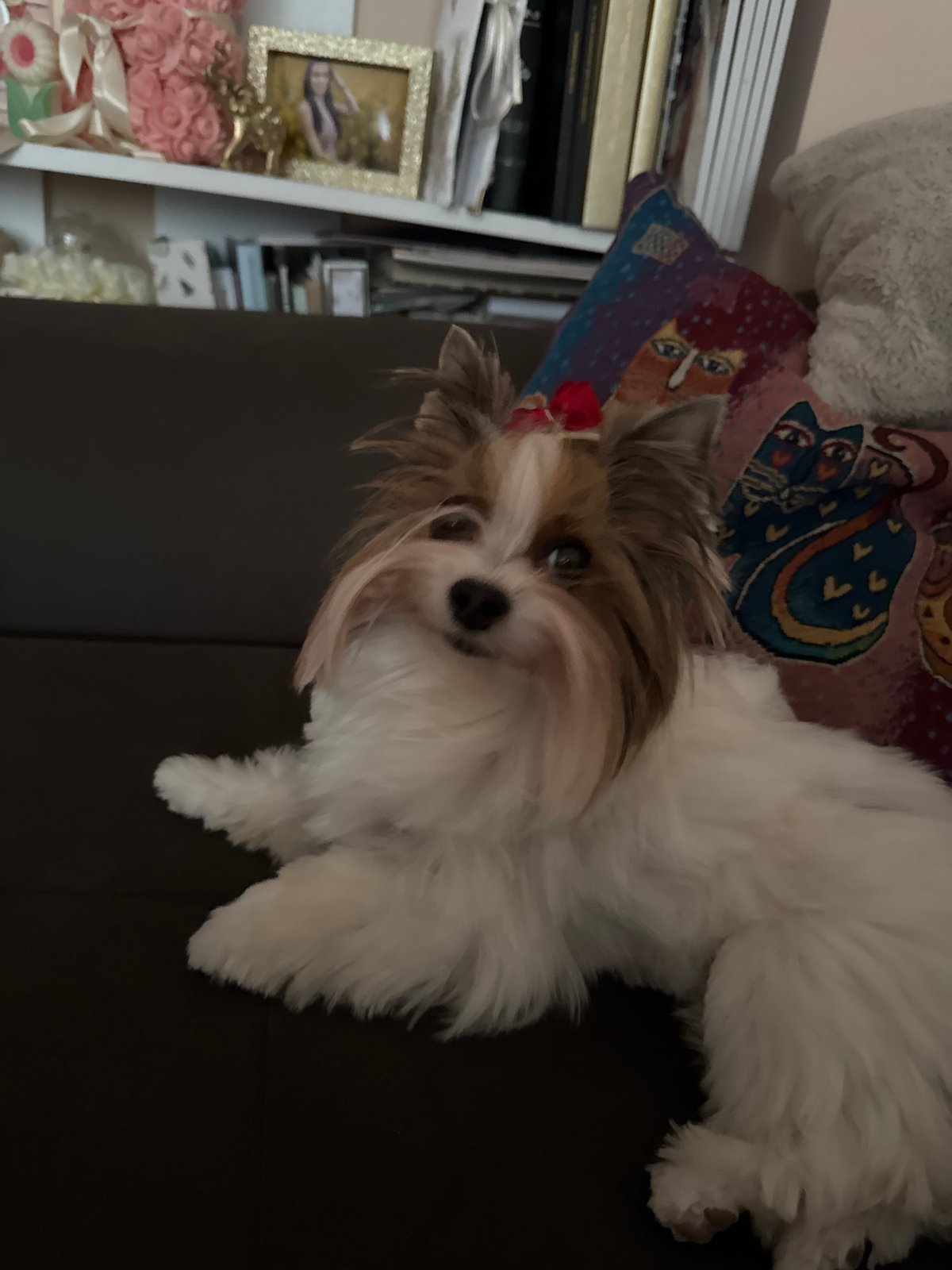 Small dog rests on couch in Plovdiv home