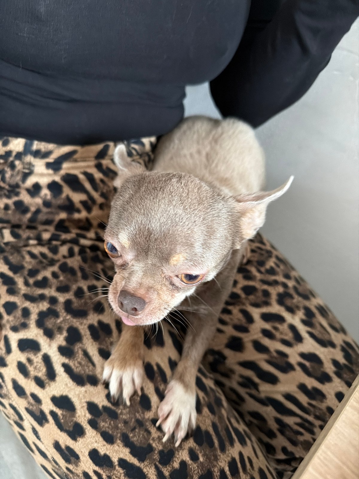 Saint Petersburg resident documents daily life with pet Chihuahua