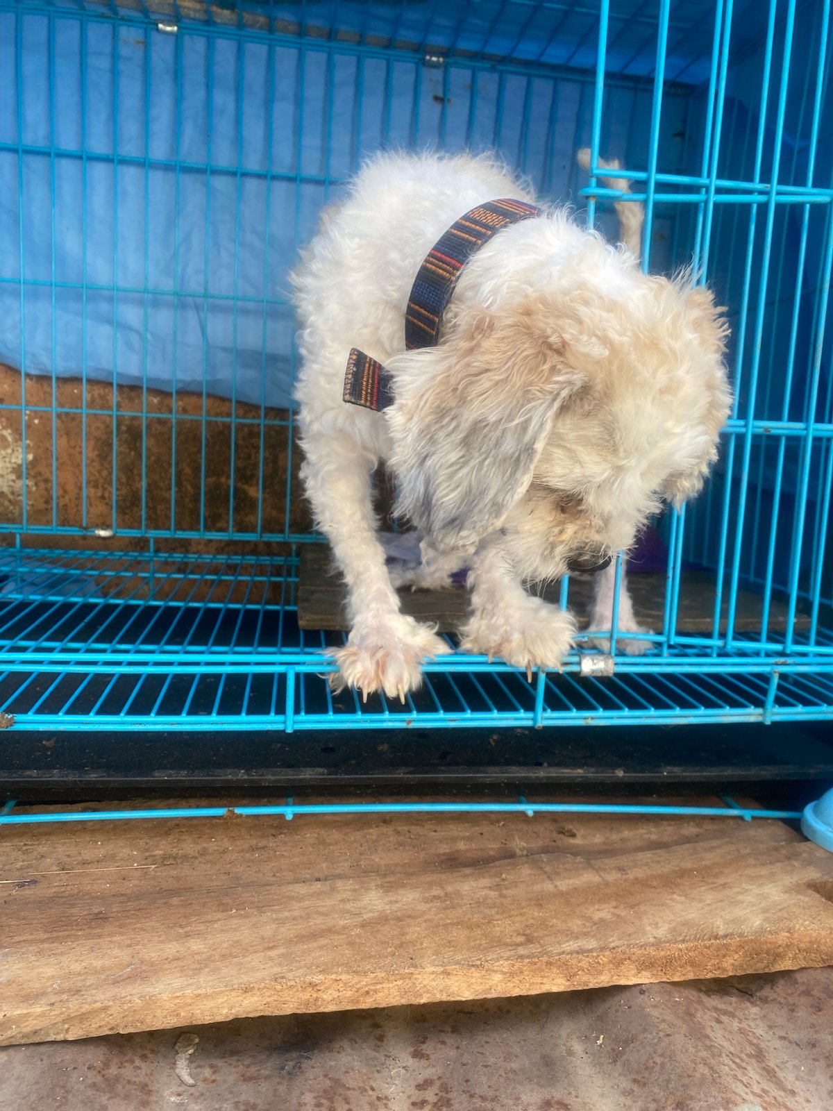 Dogs, chickens, and ducks at a small animal site in Jos, Nigeria