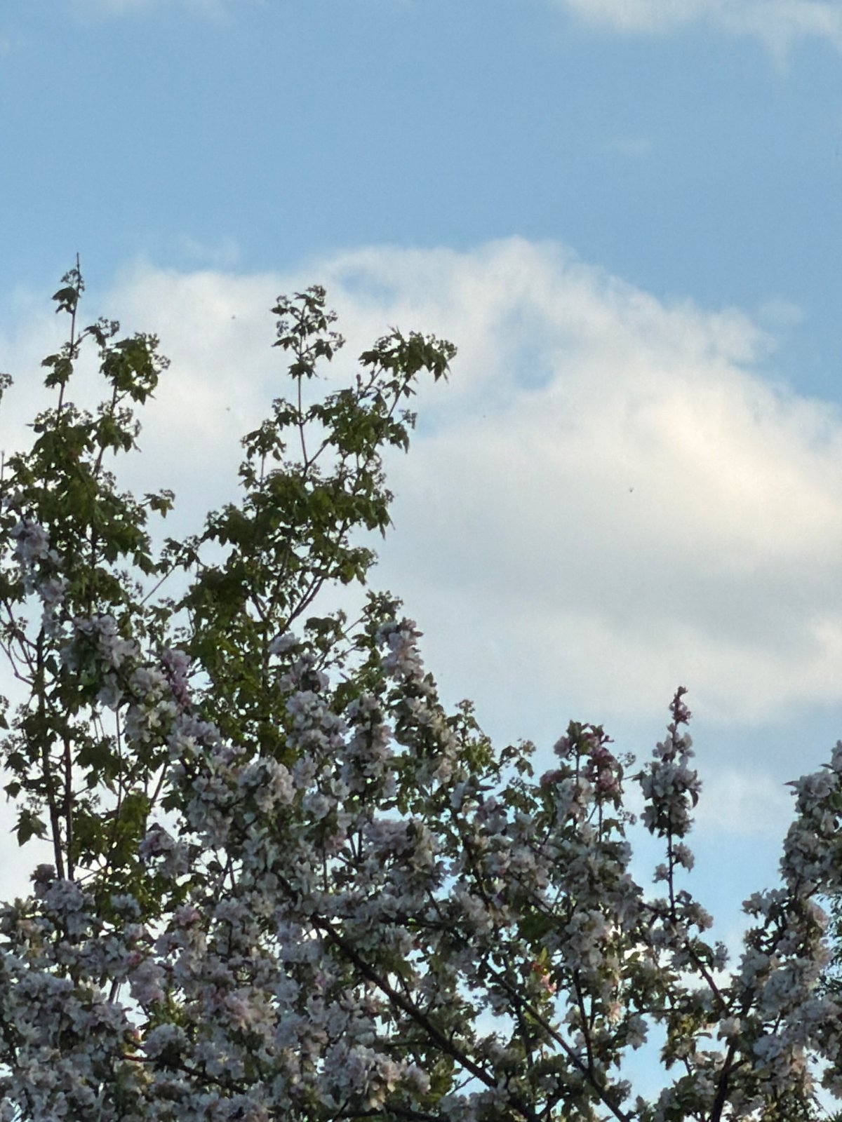 Spring afternoon moments captured across Sofia parks and green spaces