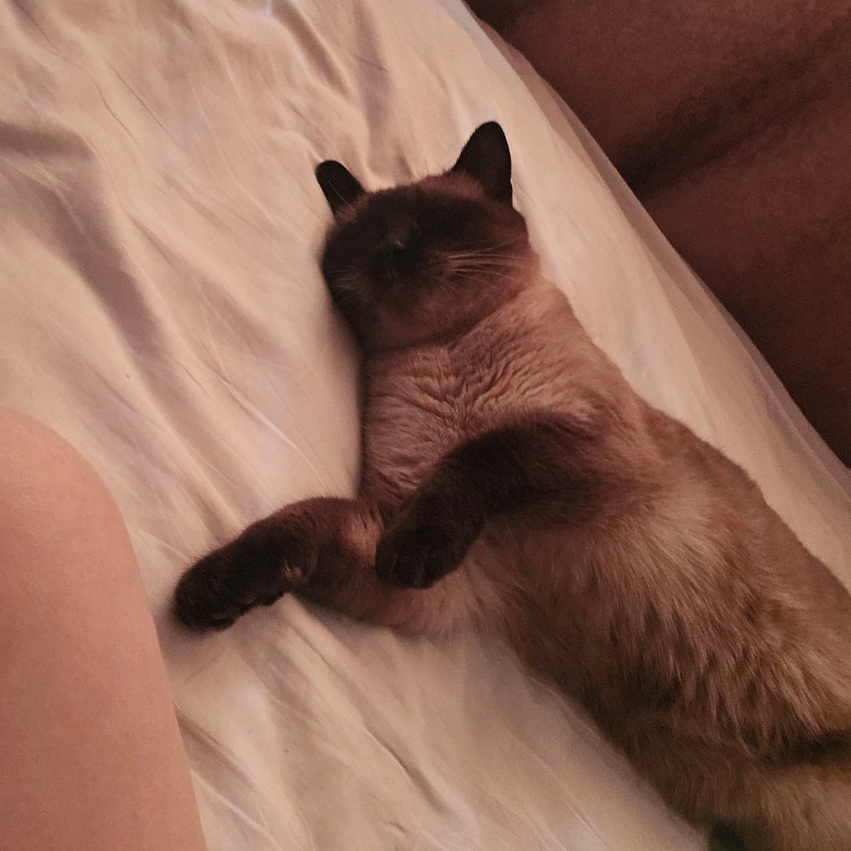 Lazy morning in Cheboksary: a cat, a view, and tulips