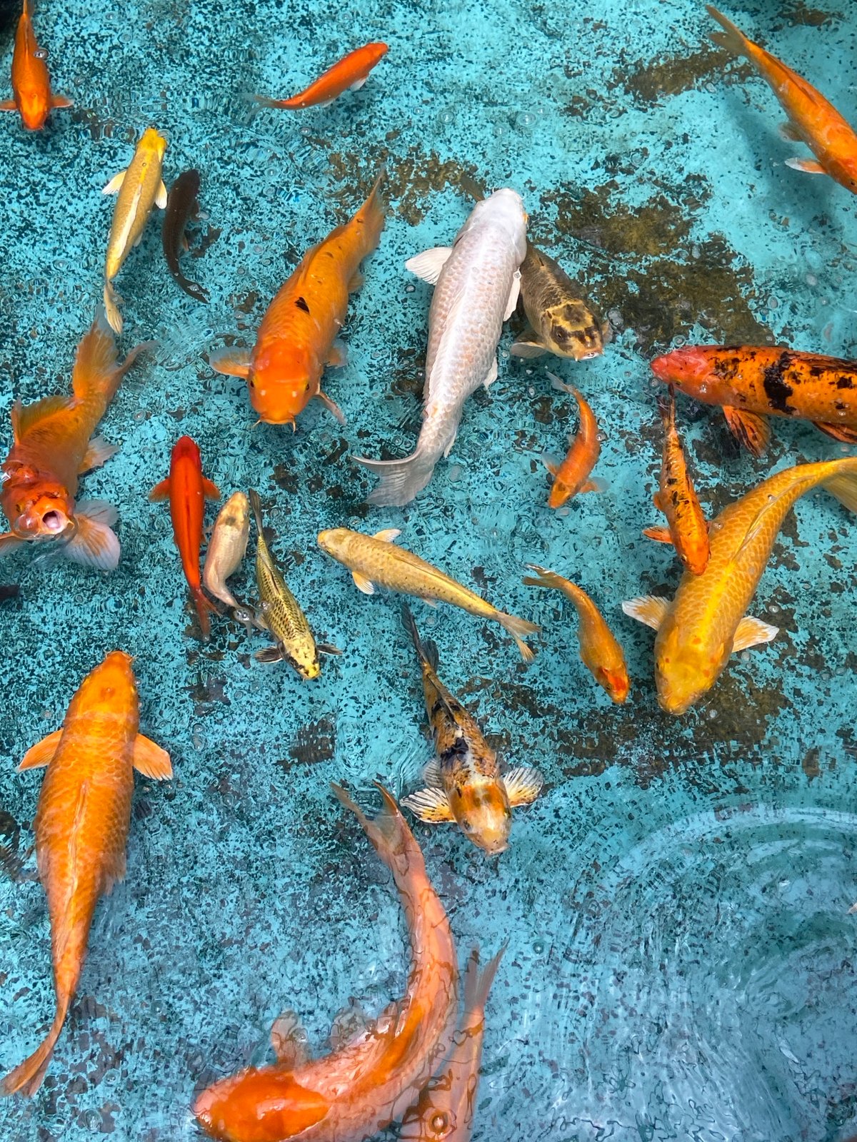 Tropical-themed mall in Pampatar, complete with koi pond and thatched kiosks