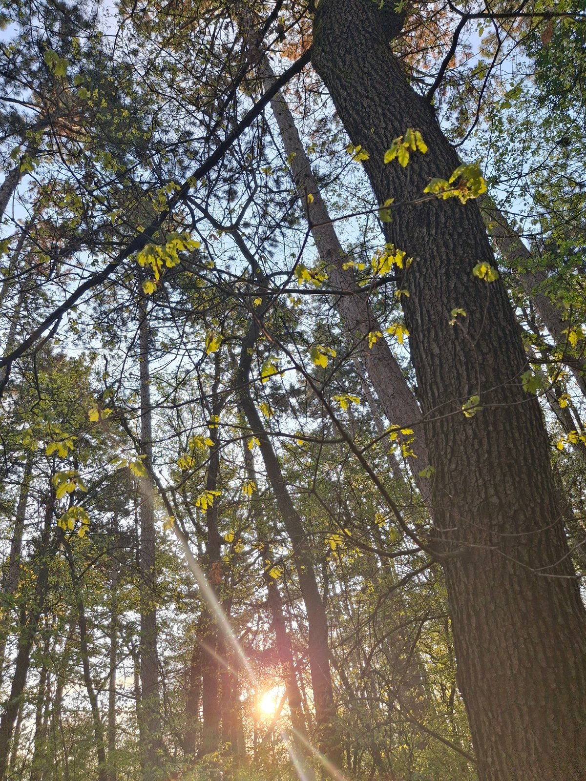 Early morning observations of trees, birdhouse, and indoor spaces
