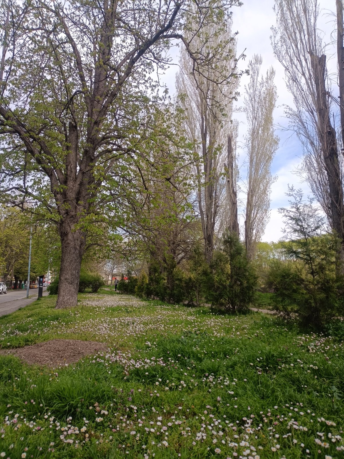 Spring day captured with dogs playing near Maritsa River, Plovdiv
