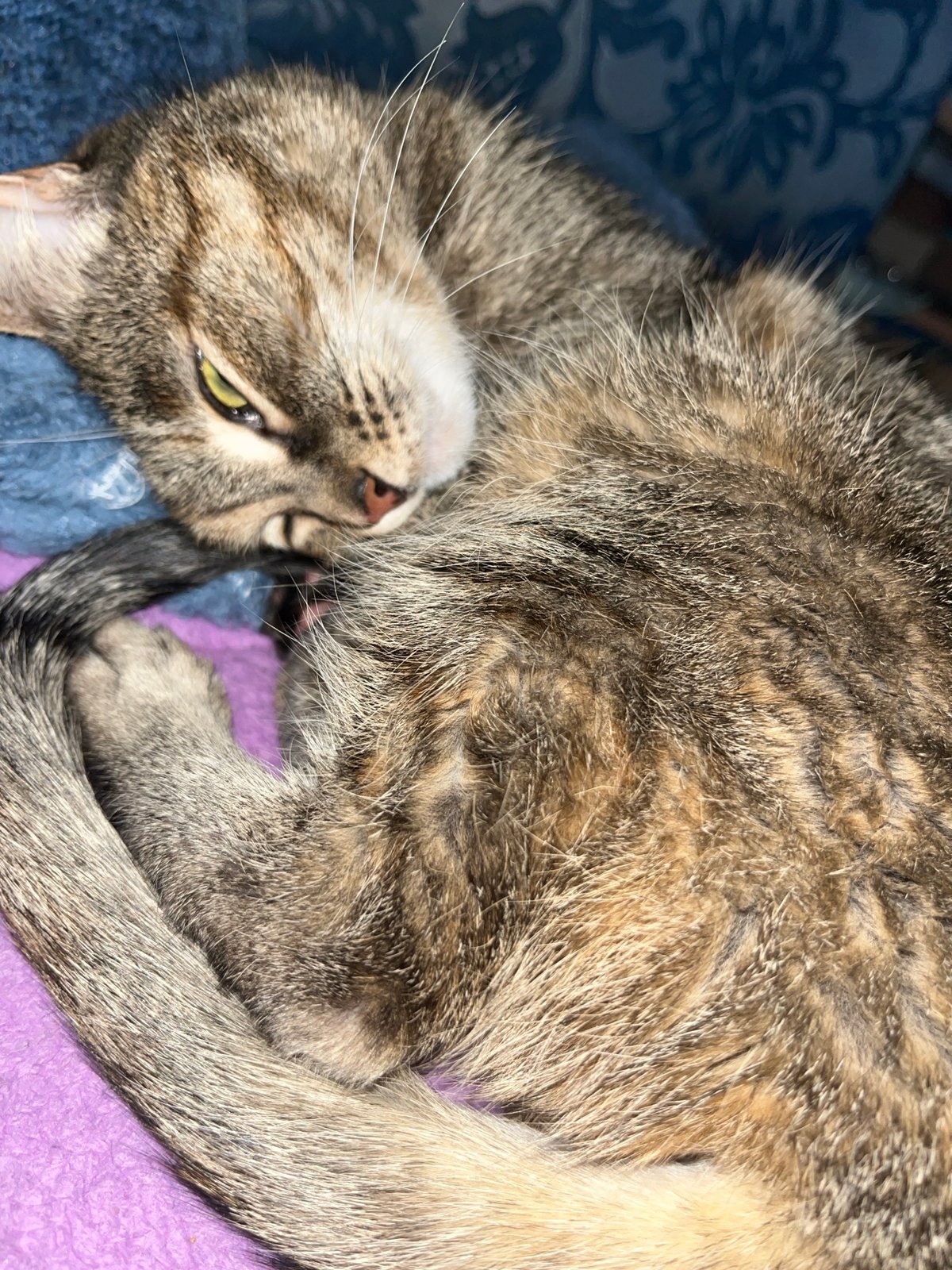 Tabby cat rests on blanket in Chaikovsky, Russia