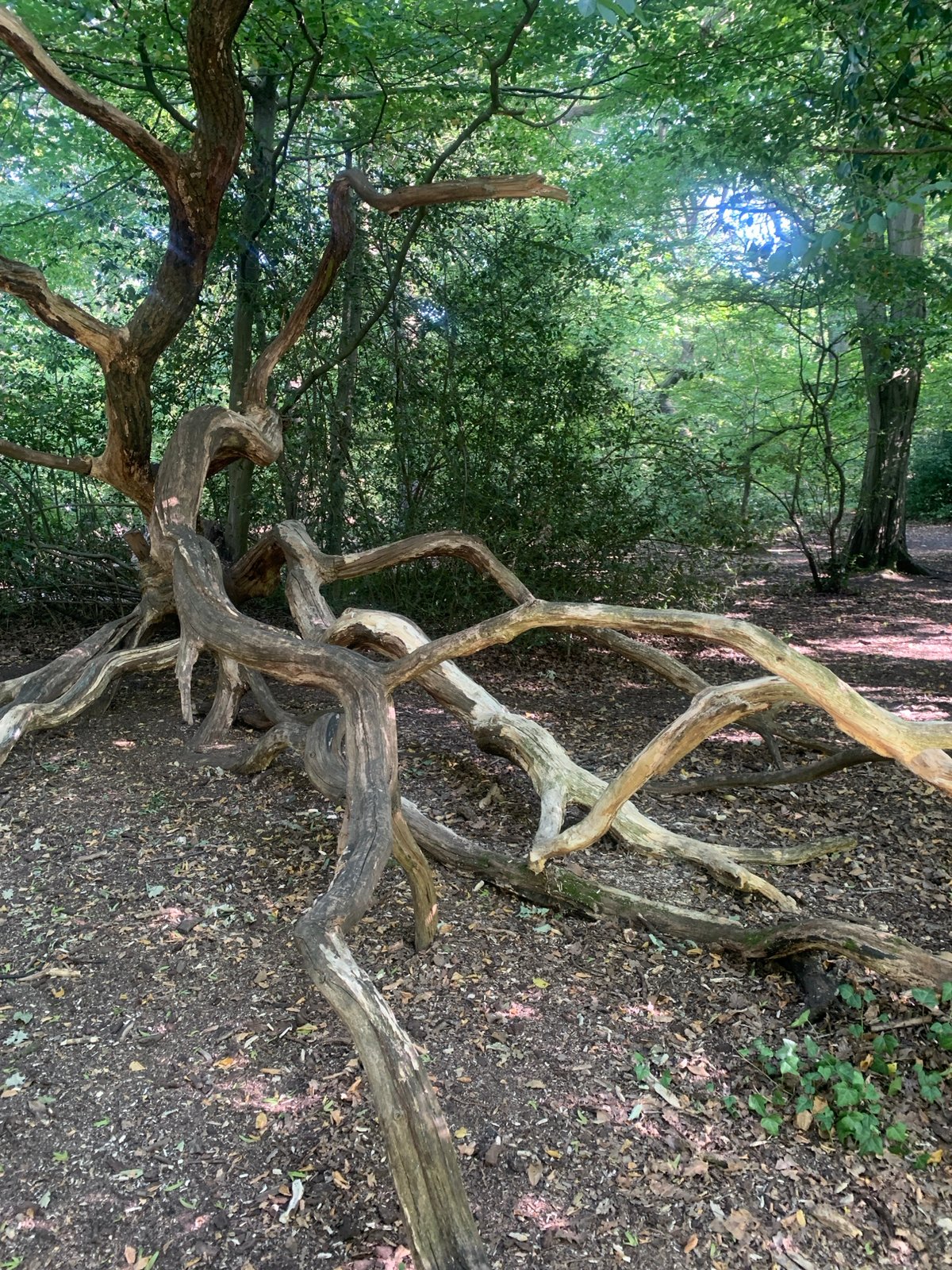 Fallen tree and leaf details in a London woodland