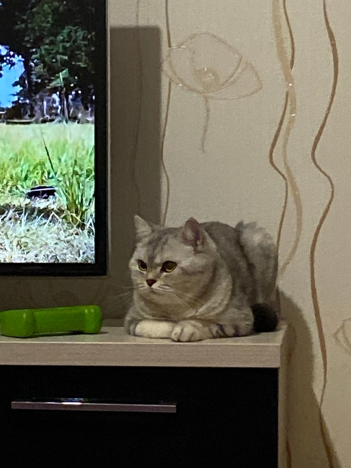 Quiet evening moments with family and pets in Votkinsk