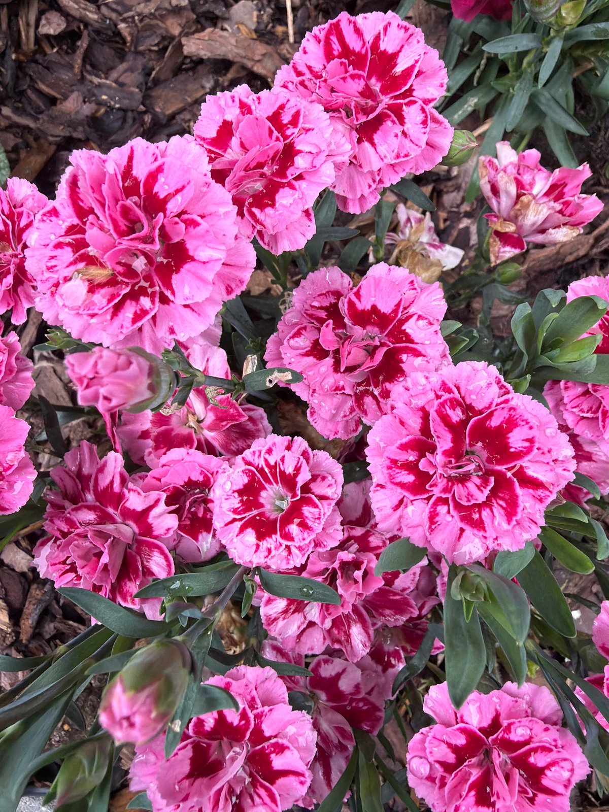 Morning dewdrops captured on blooming flowers in Sofia garden