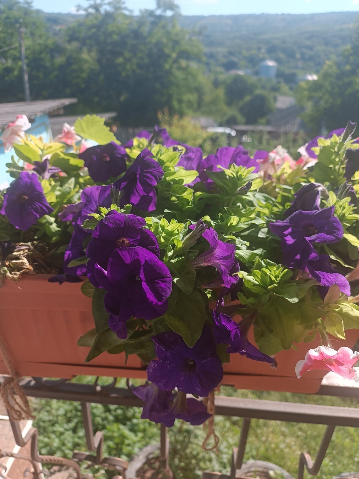 Garden flowers in full summer bloom, Cristești, Moldova