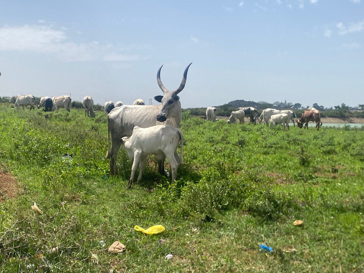 Cattle herding activities documented around Jos water bodies