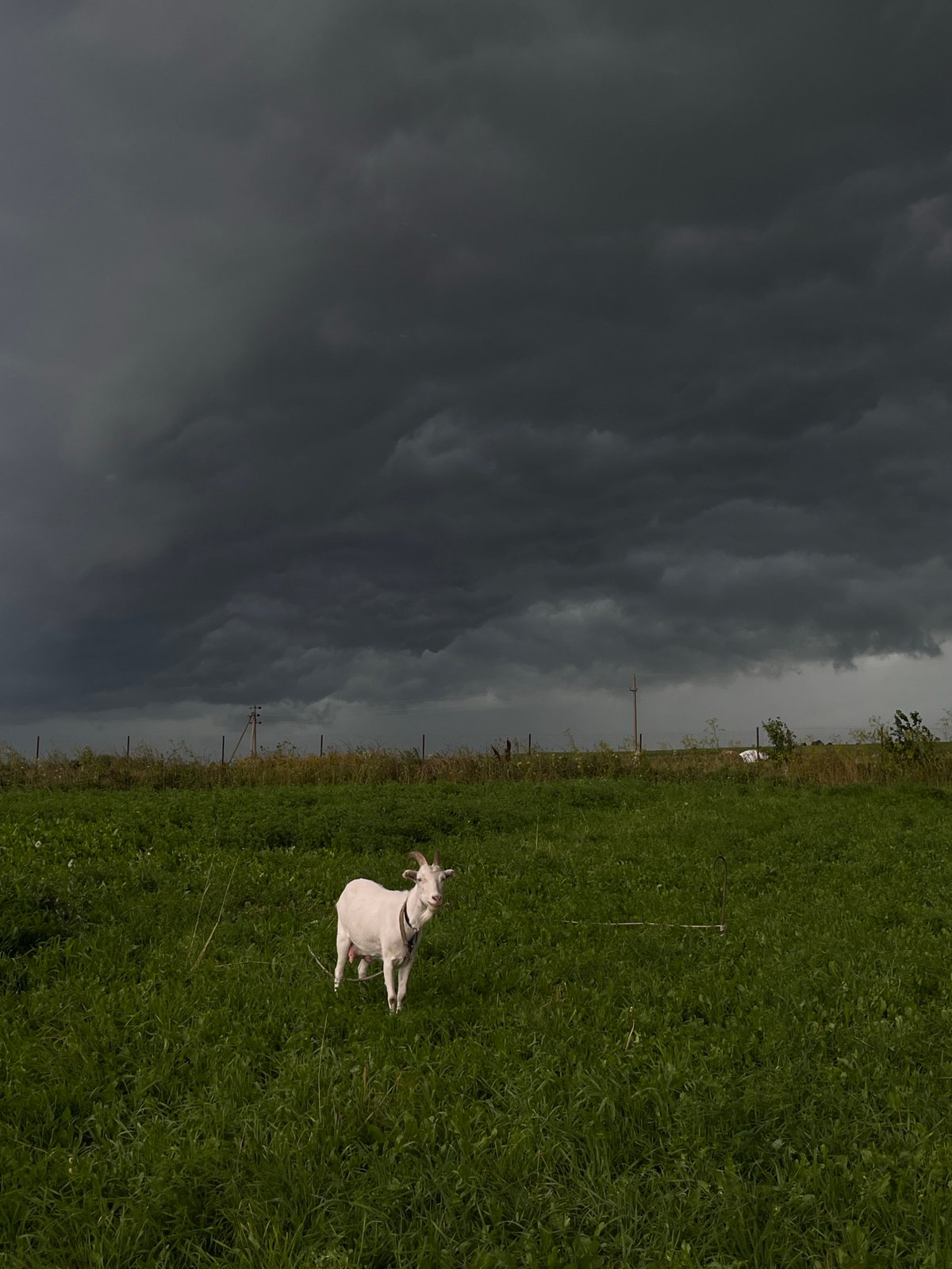 Goat in a storm-lit field, flowers arranged inside