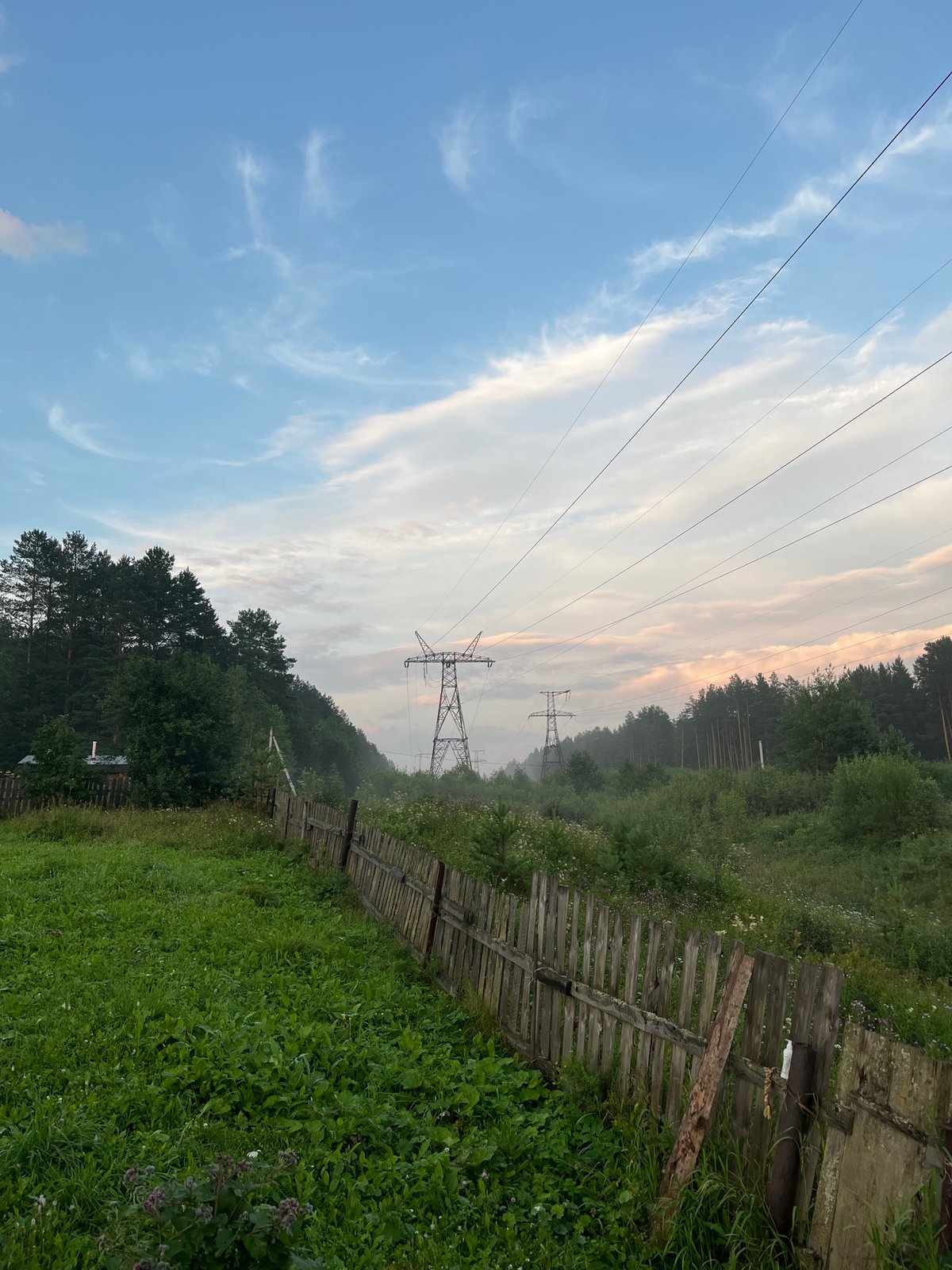 Dogs playing in a rural field at sunset, Nizhny Tagil