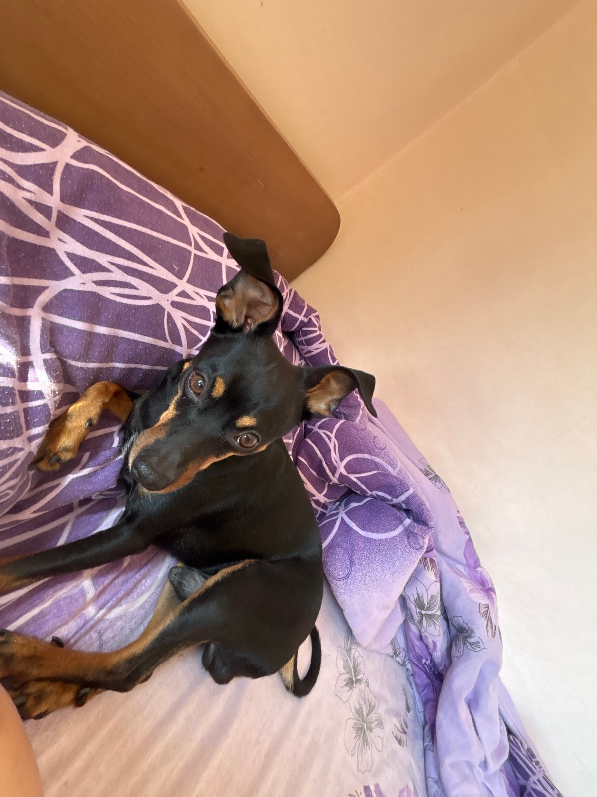 Miniature Pinscher relaxing on purple bedding, multiple angles