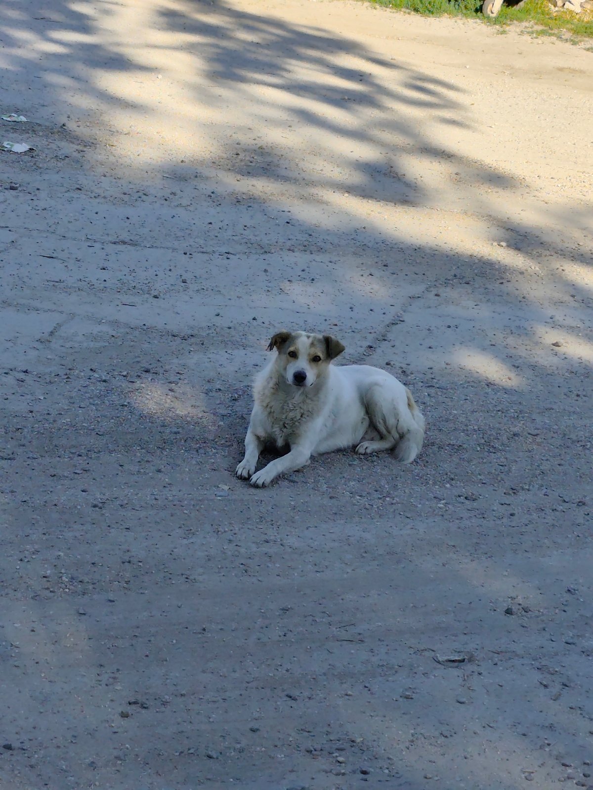Dog resting on a dirt path amid lush vegetation in Bălți