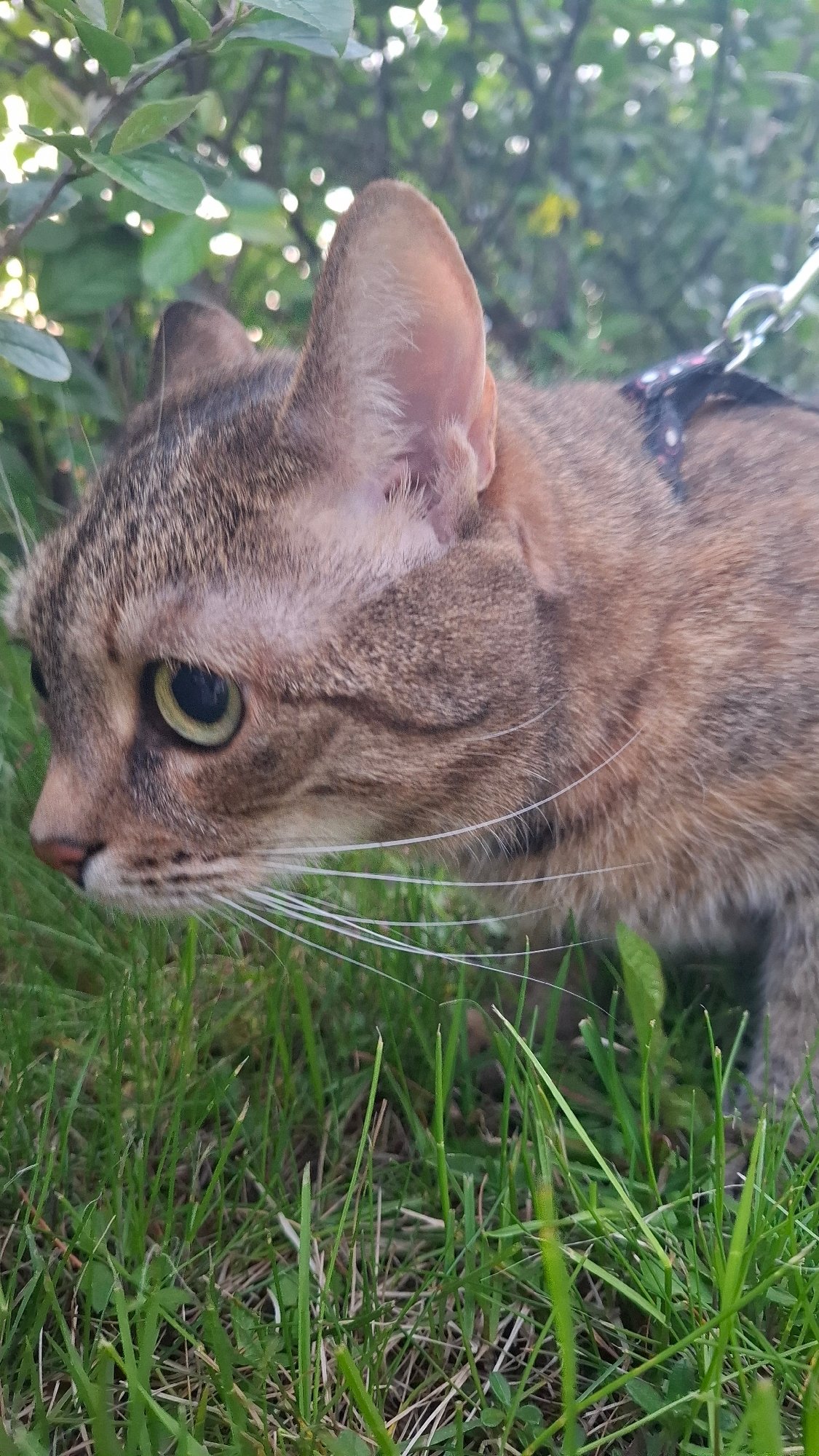 Leashed cats explore Saint Petersburg parks amid spring blooms