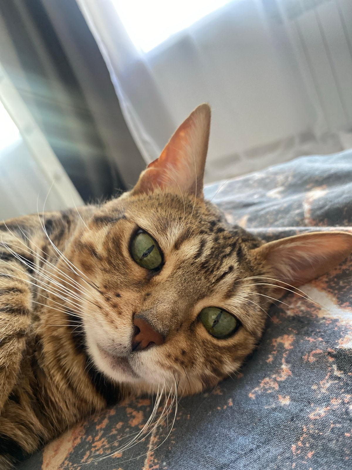 Quiet morning moments with pets and breakfast in Chaikovsky