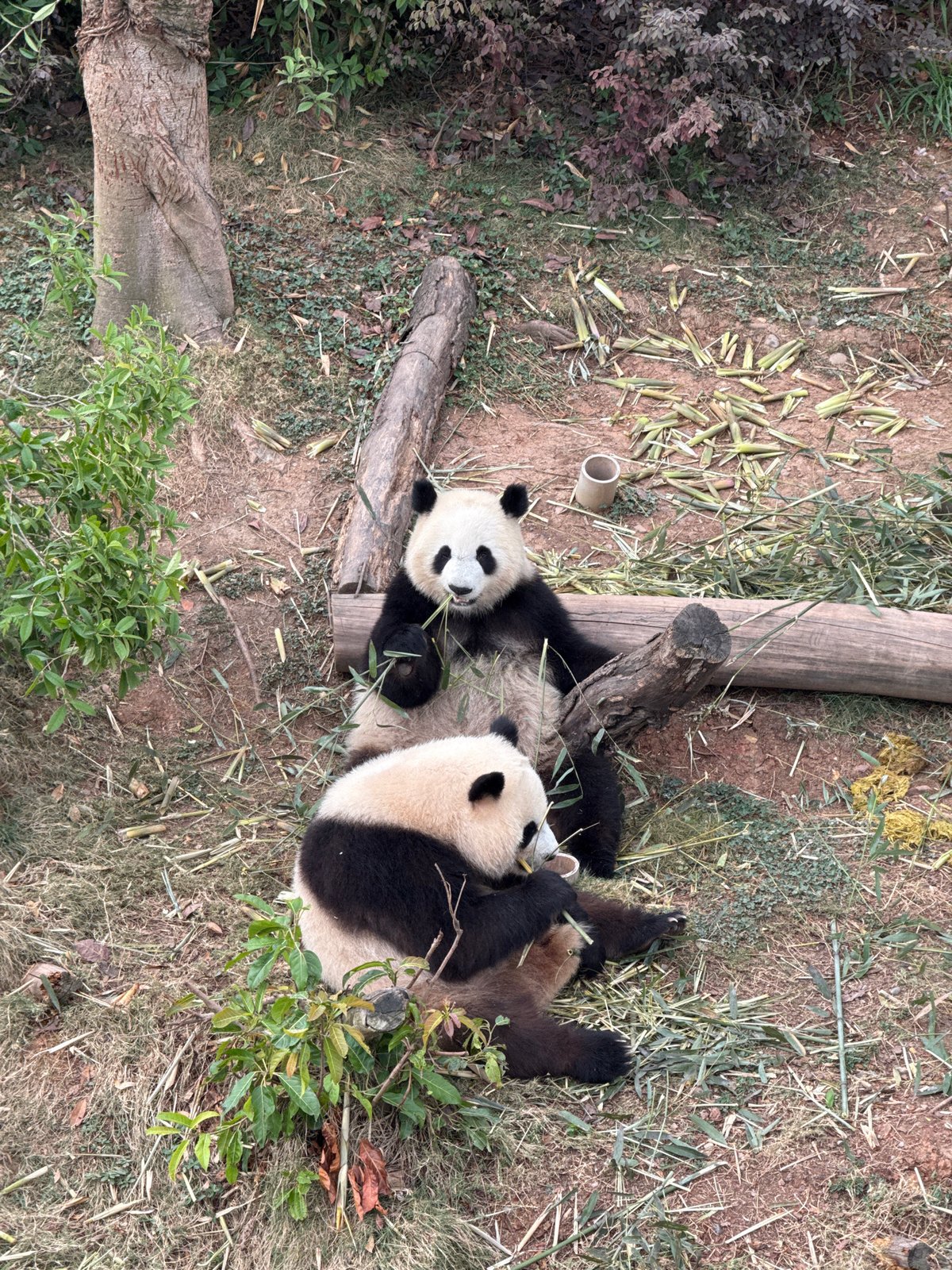 Giant pandas feed, rest in Chenghua District enclosure