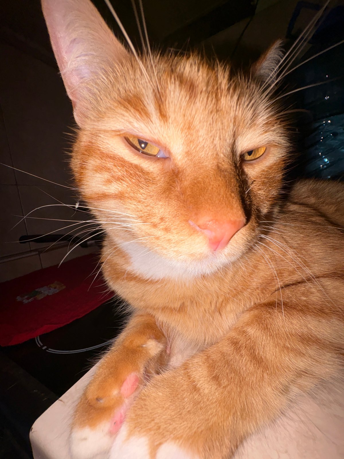 Orange tabby cat photographed at home in Vratsa, Bulgaria