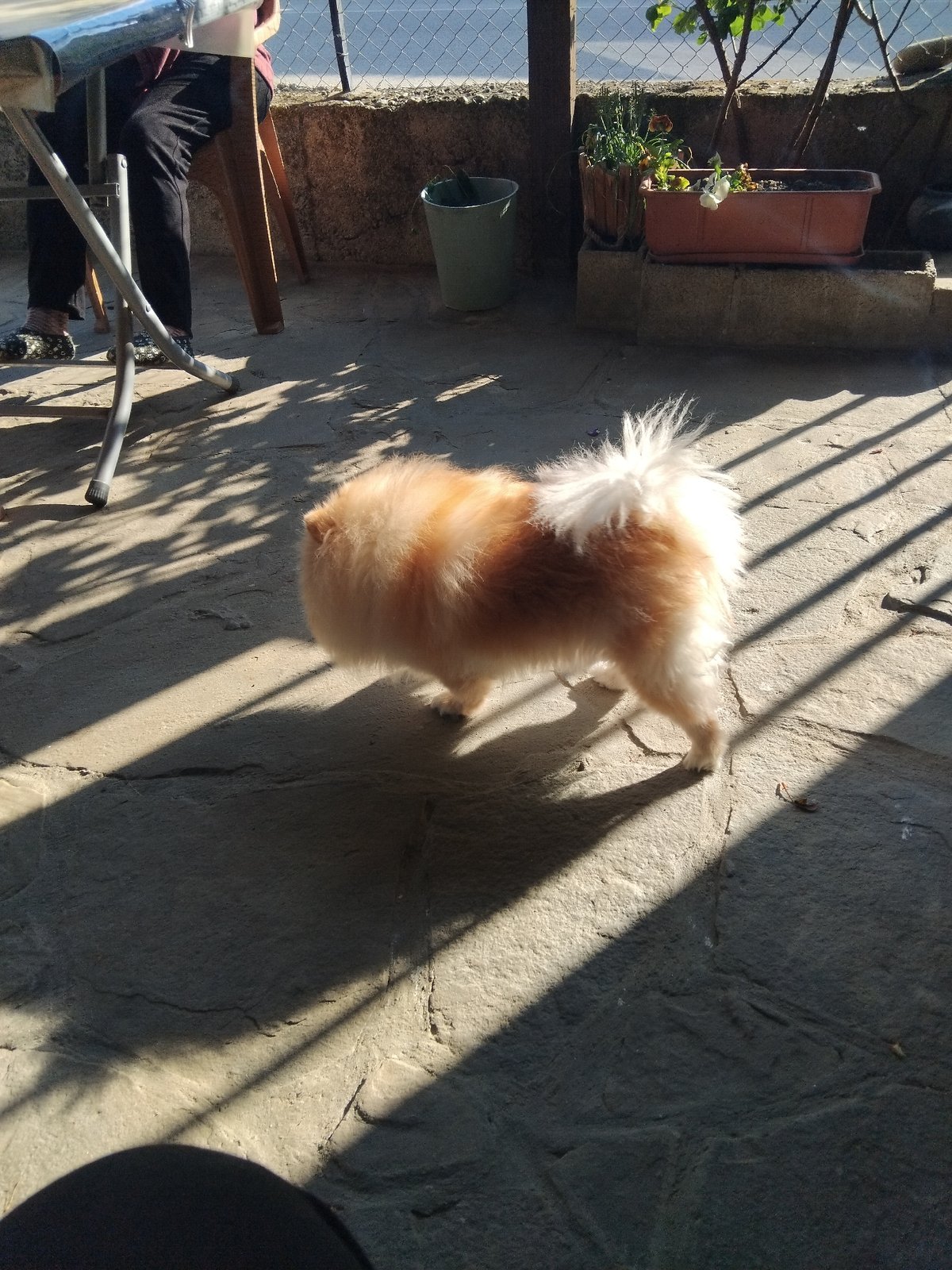 Pomeranian dog's afternoon documented in Bulgarian mountain town