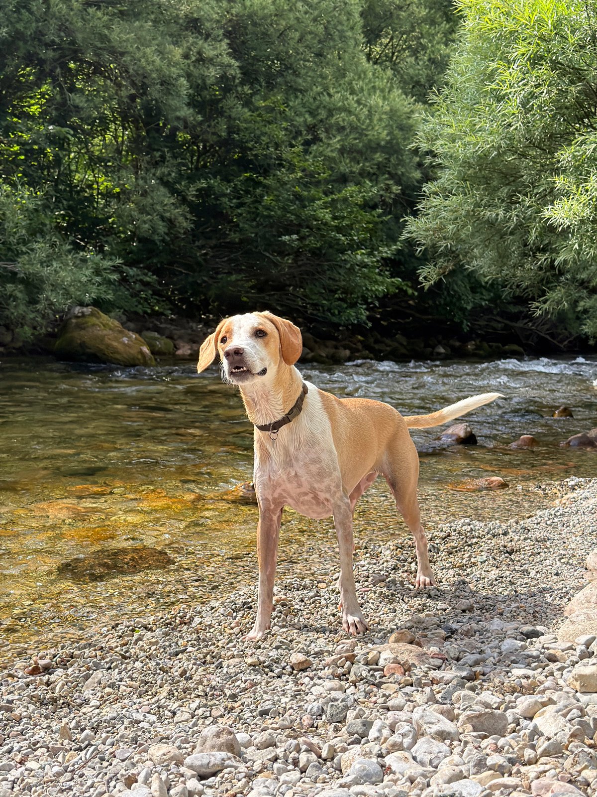 Dog splashing around in a clear Montenegrin stream