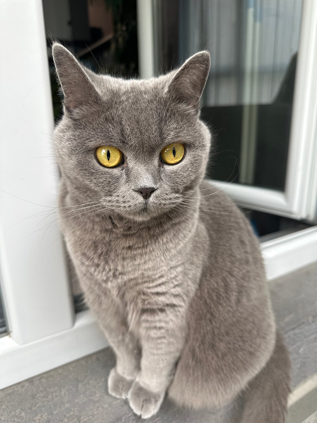 Rainy afternoon in Varna: a cat, a balcony, and storm clouds