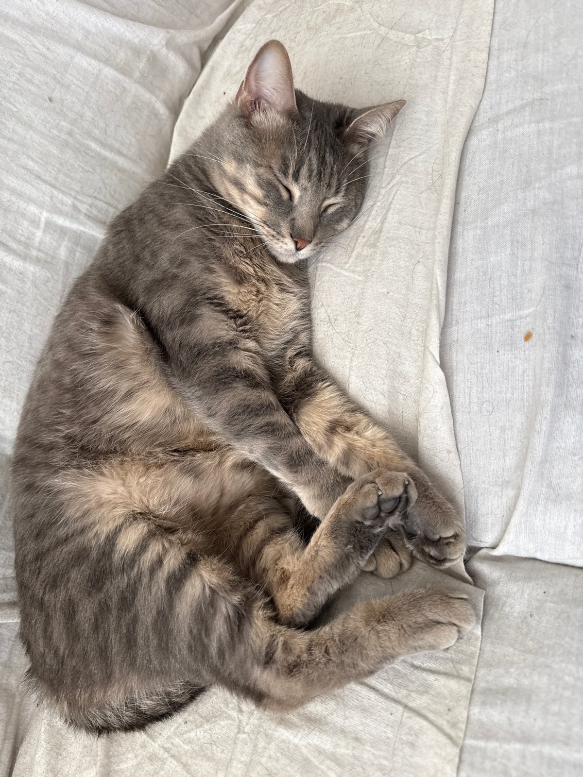 Cats napping across Puebla homes during evening hours