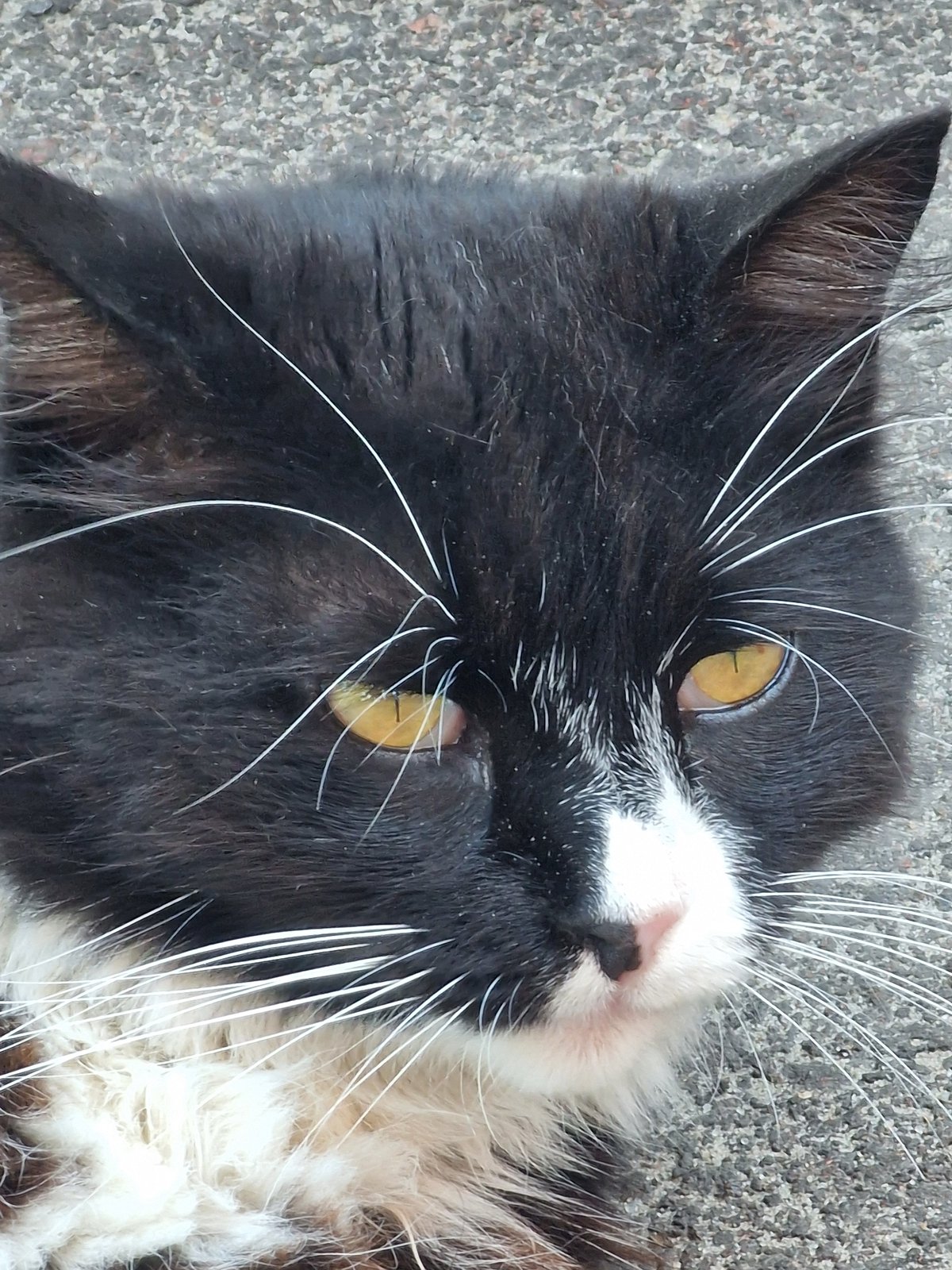 Cats lounging and roaming around an outdoor seating area