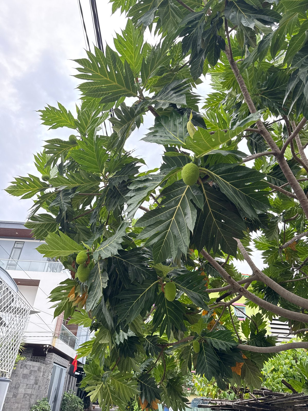Morning street life and urban greenery in Nha Trang