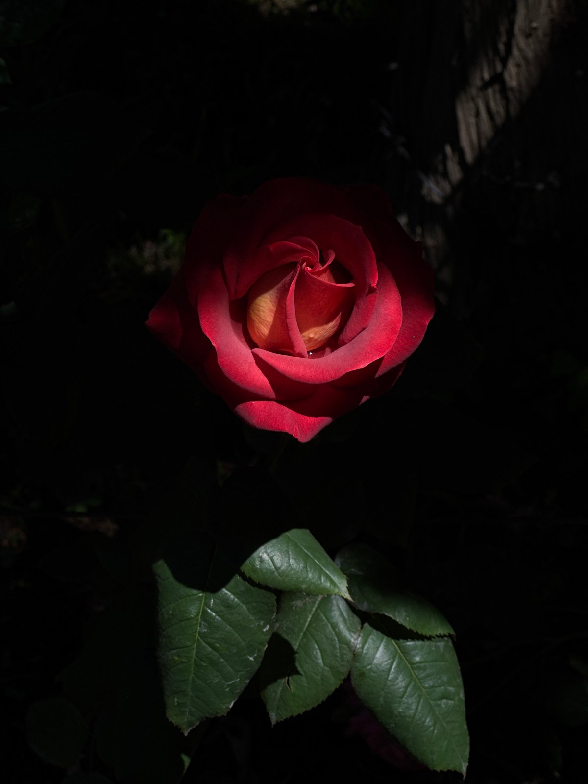 Morning garden walk documented through botanical and architectural observations
