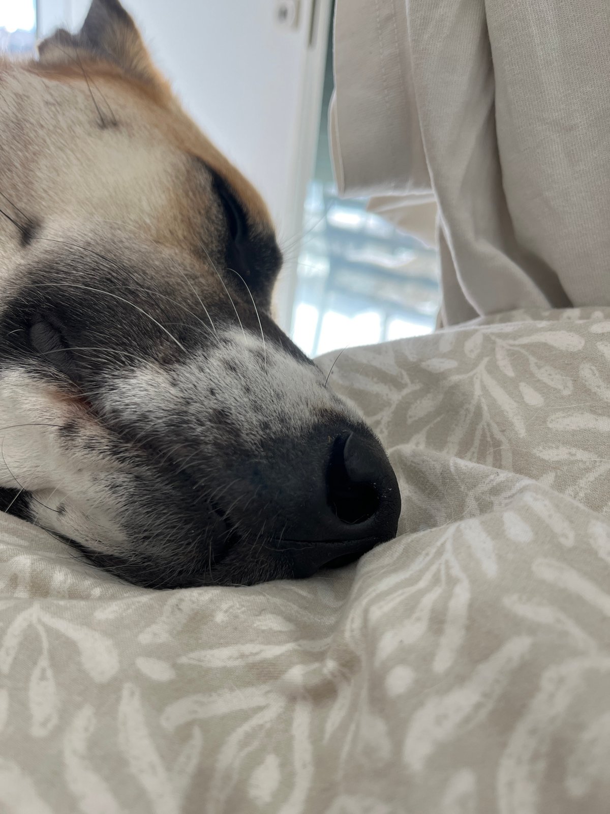 Dog sleeps peacefully under patterned bedding in Tel Aviv