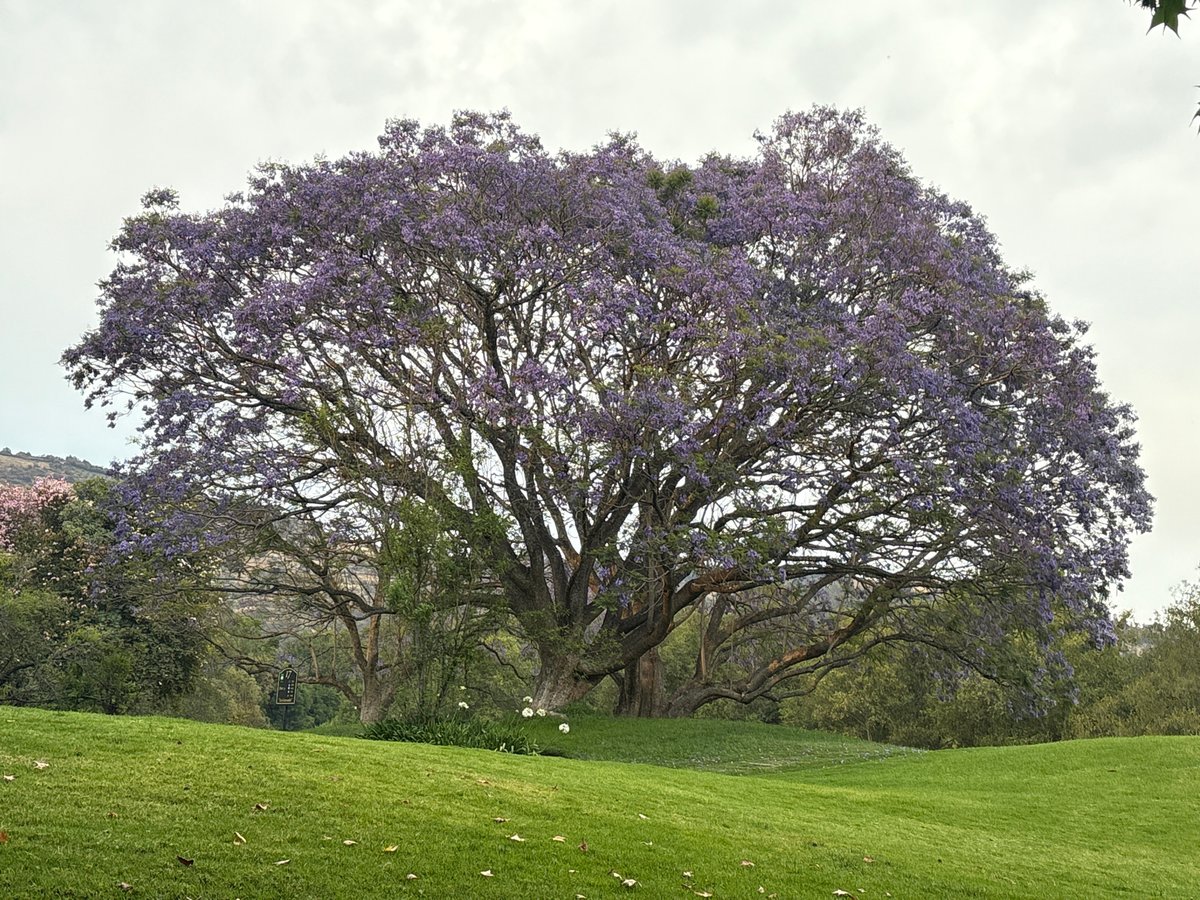 Blooming jacaranda tree documented in San Sebastian, Mexico