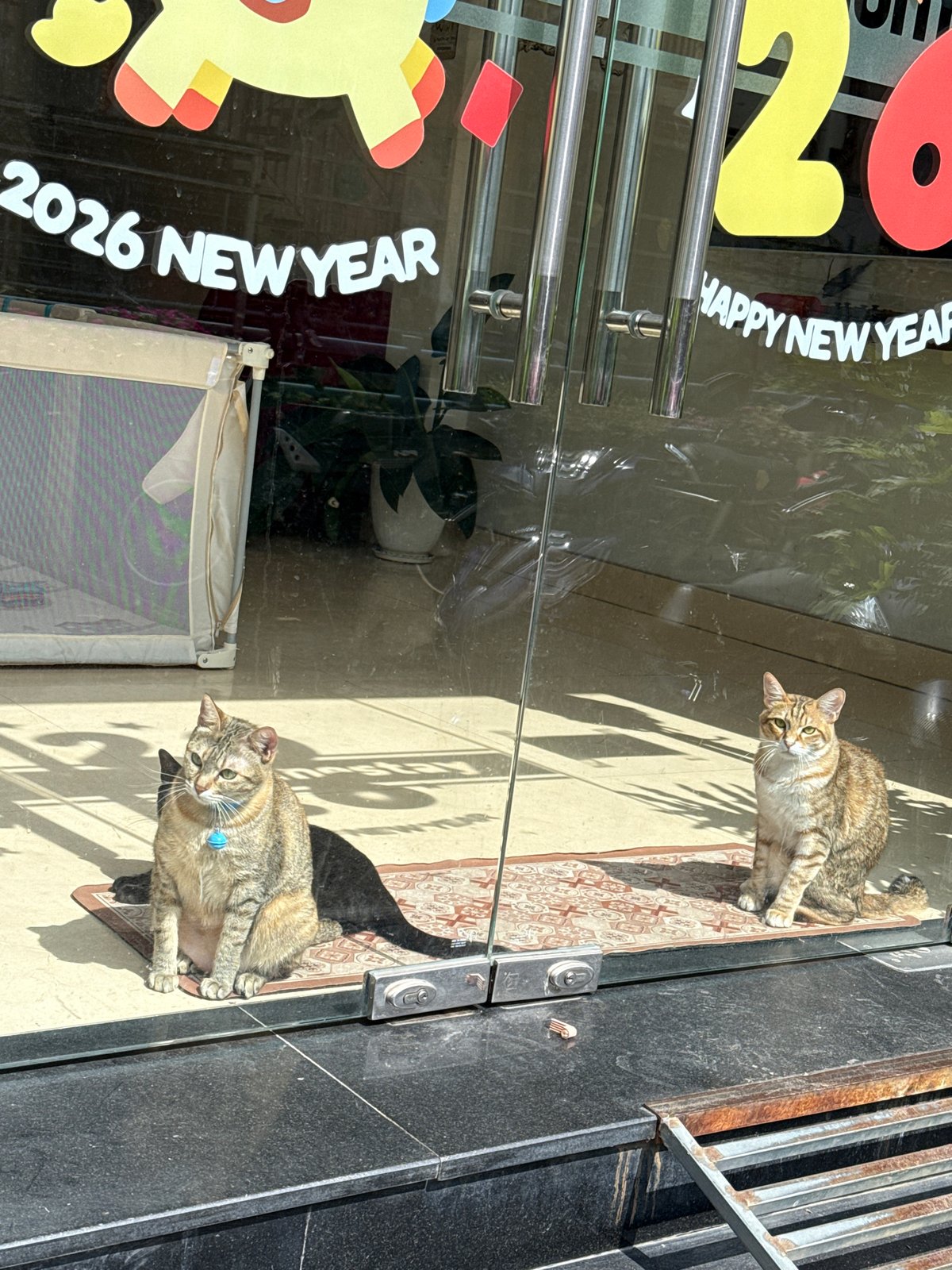 Morning cat gathering documented in Da Lat, Vietnam