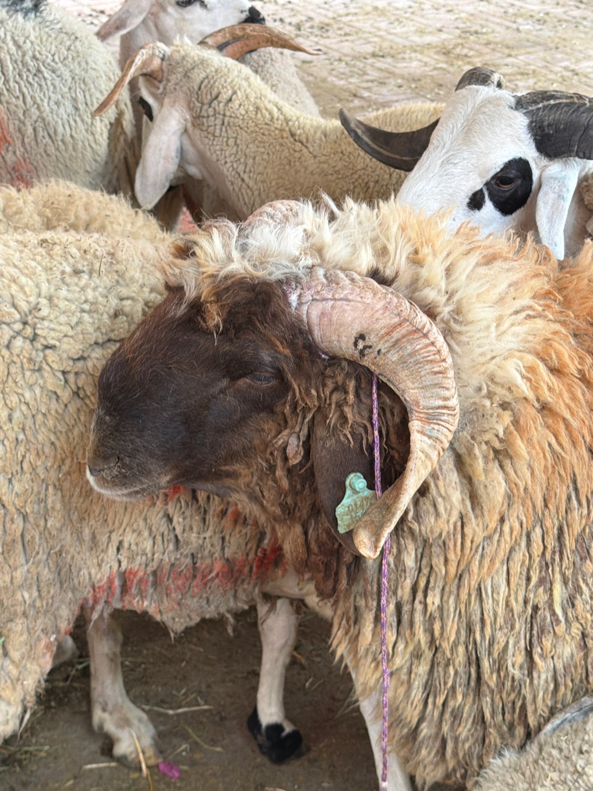 Sheep carcasses observed at Marrakesh meat market