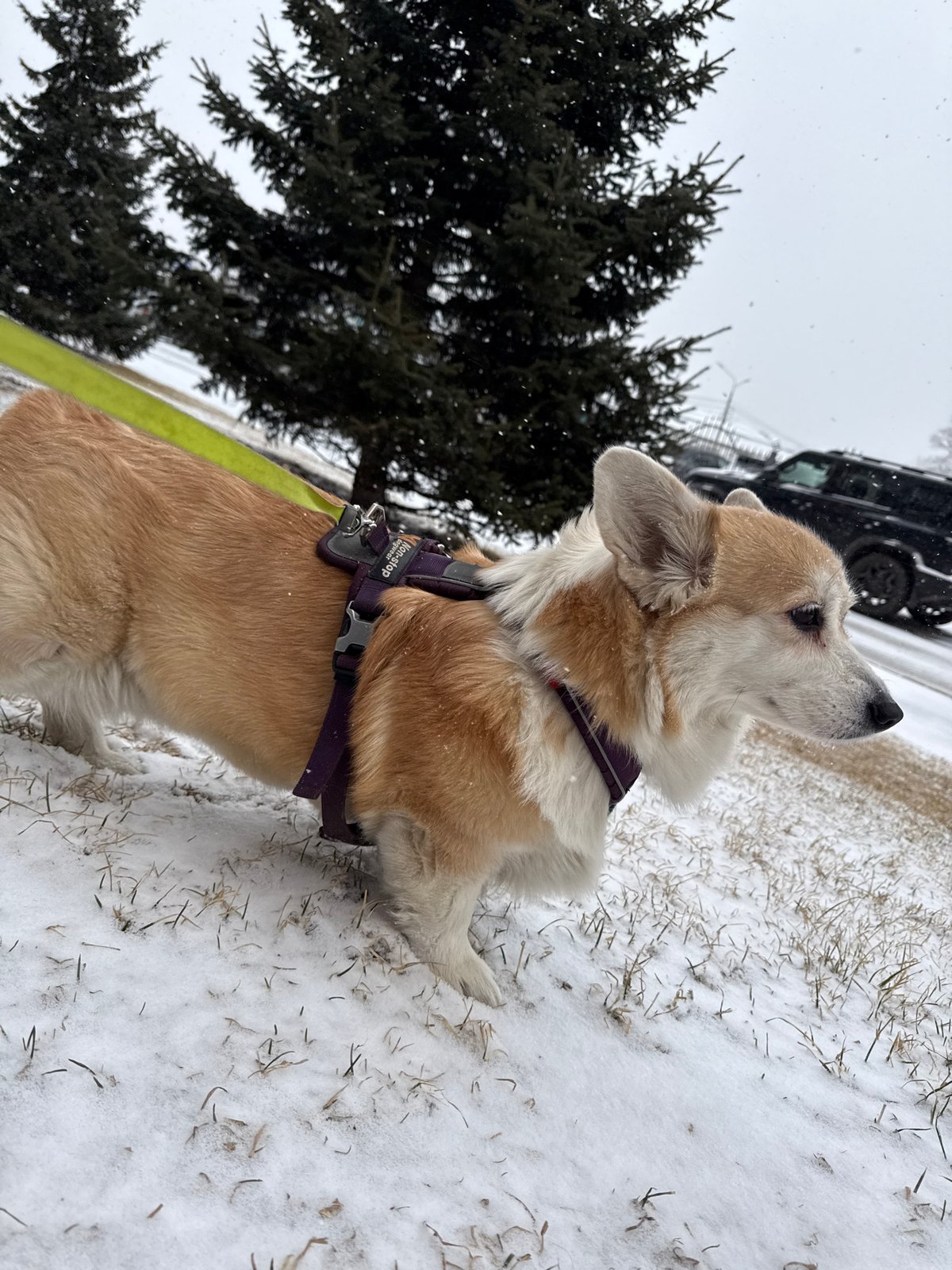Corgi photographed in snowy Krasnoyarsk locations within 8 minutes