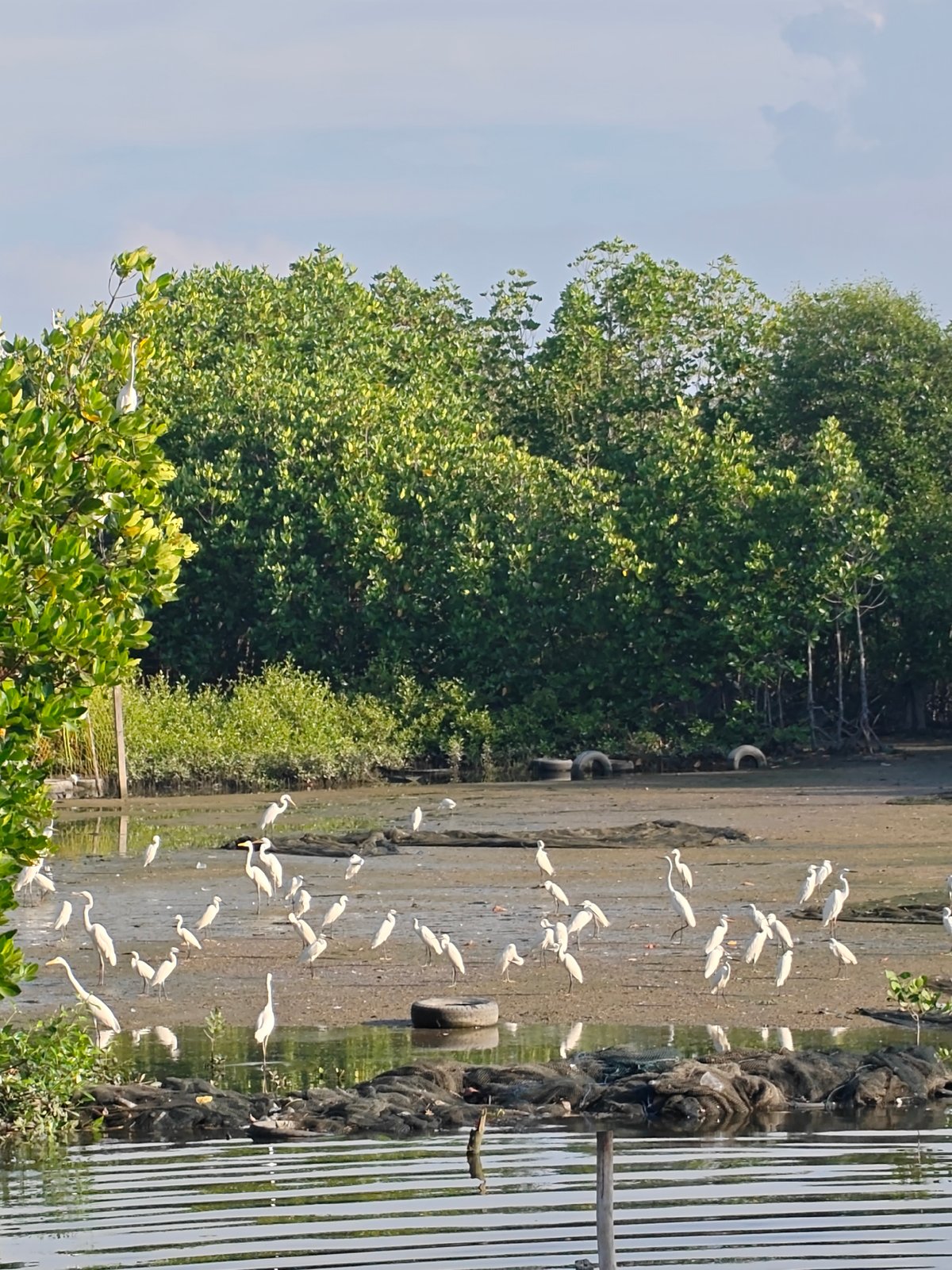 White egrets spotted foraging in Lhokseumawe marshlands