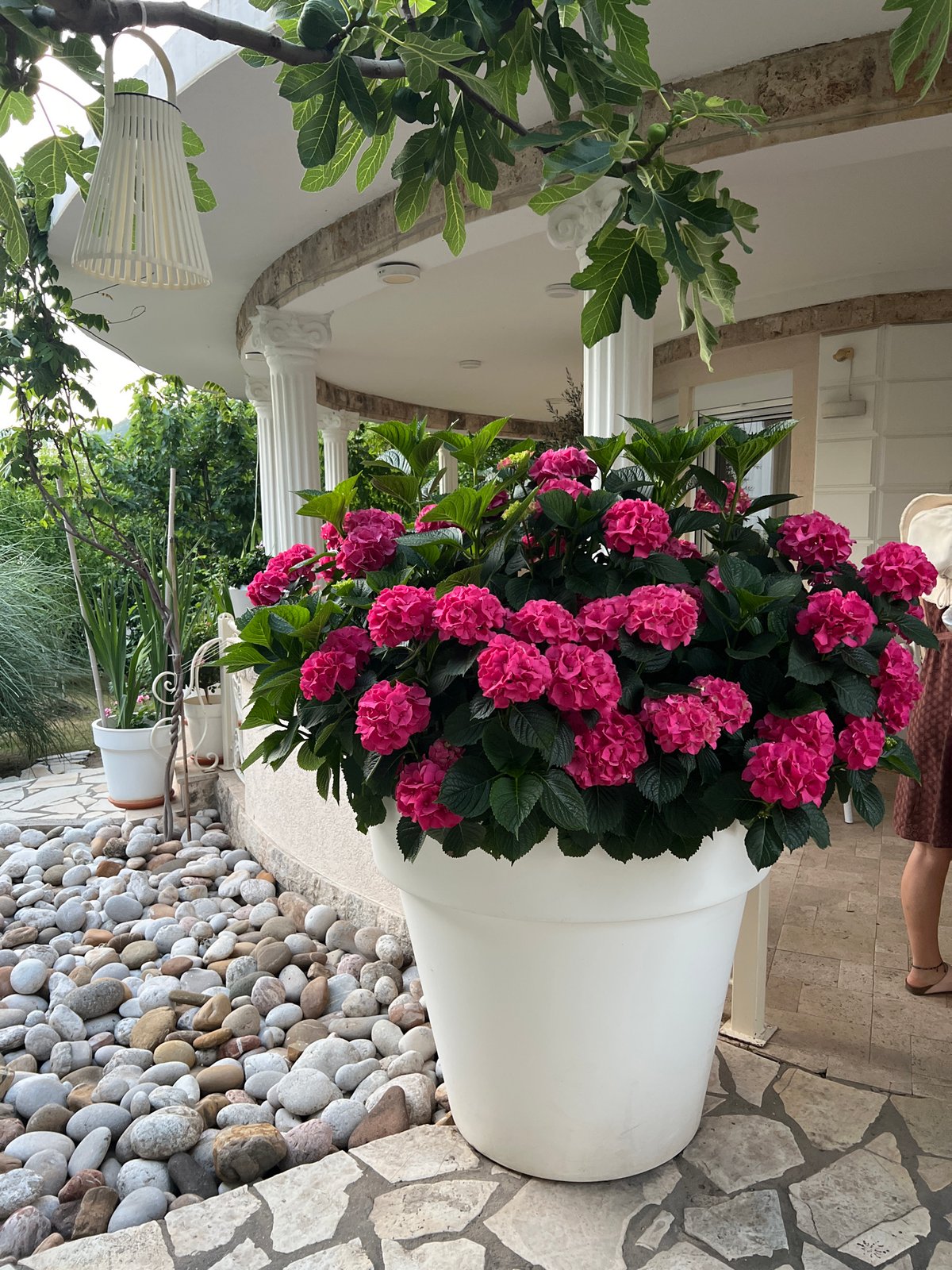 Fresh cherries and garden flowers displayed at Montenegro outdoor gathering