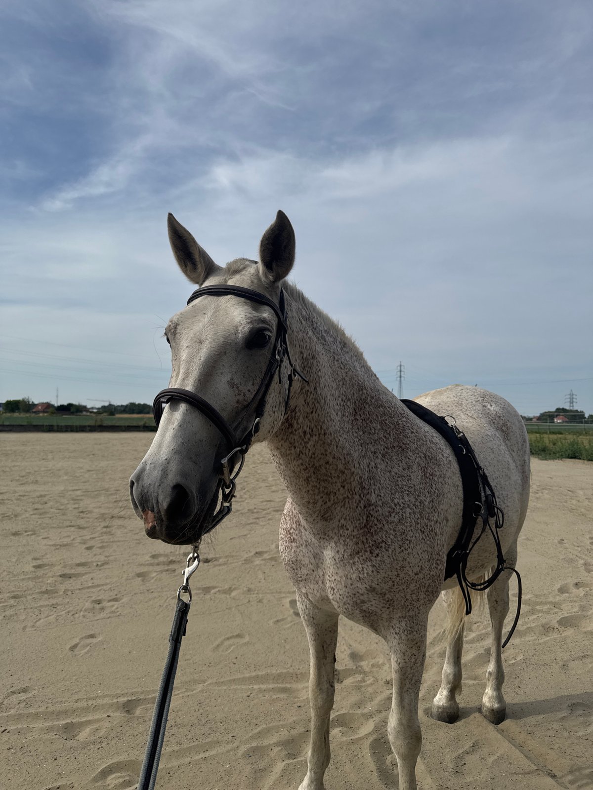 Dappled grey horse tacked up in Belgian outdoor arena
