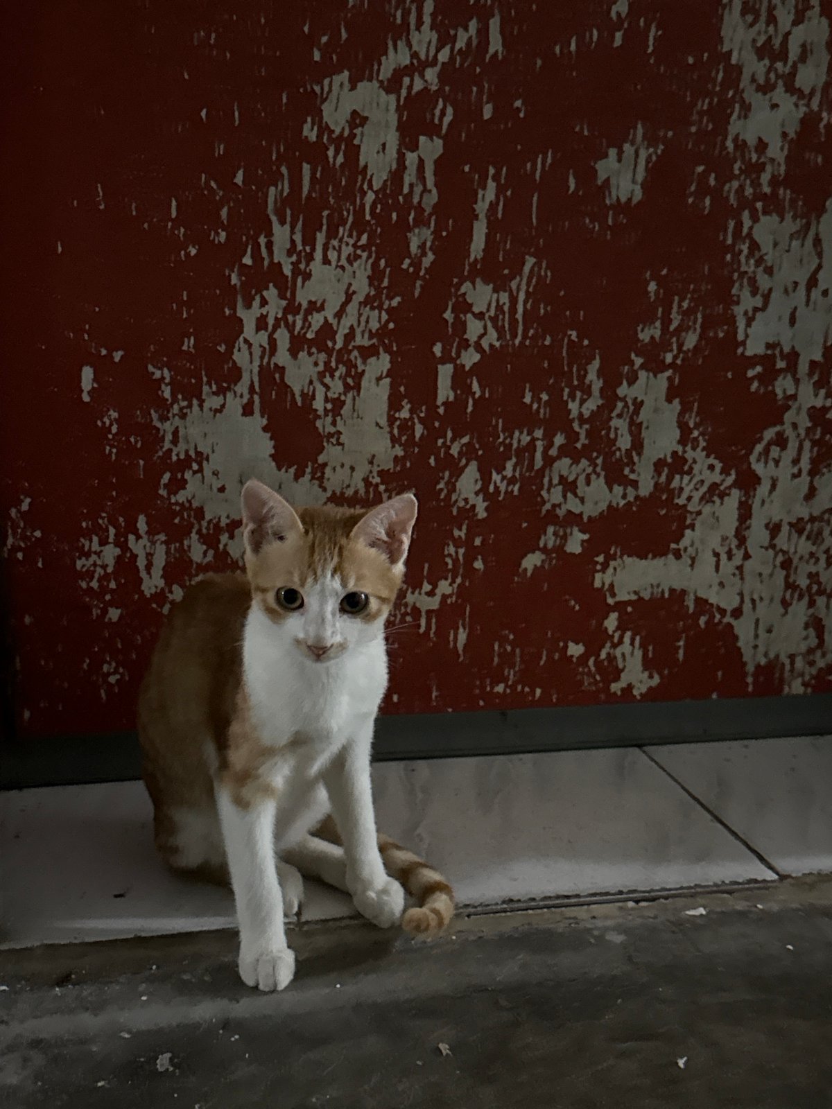 Ginger tabby cat chilling around a Nanshan District wall