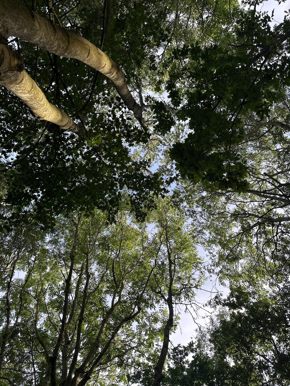 Afternoon wander through a leafy southwest London woodland