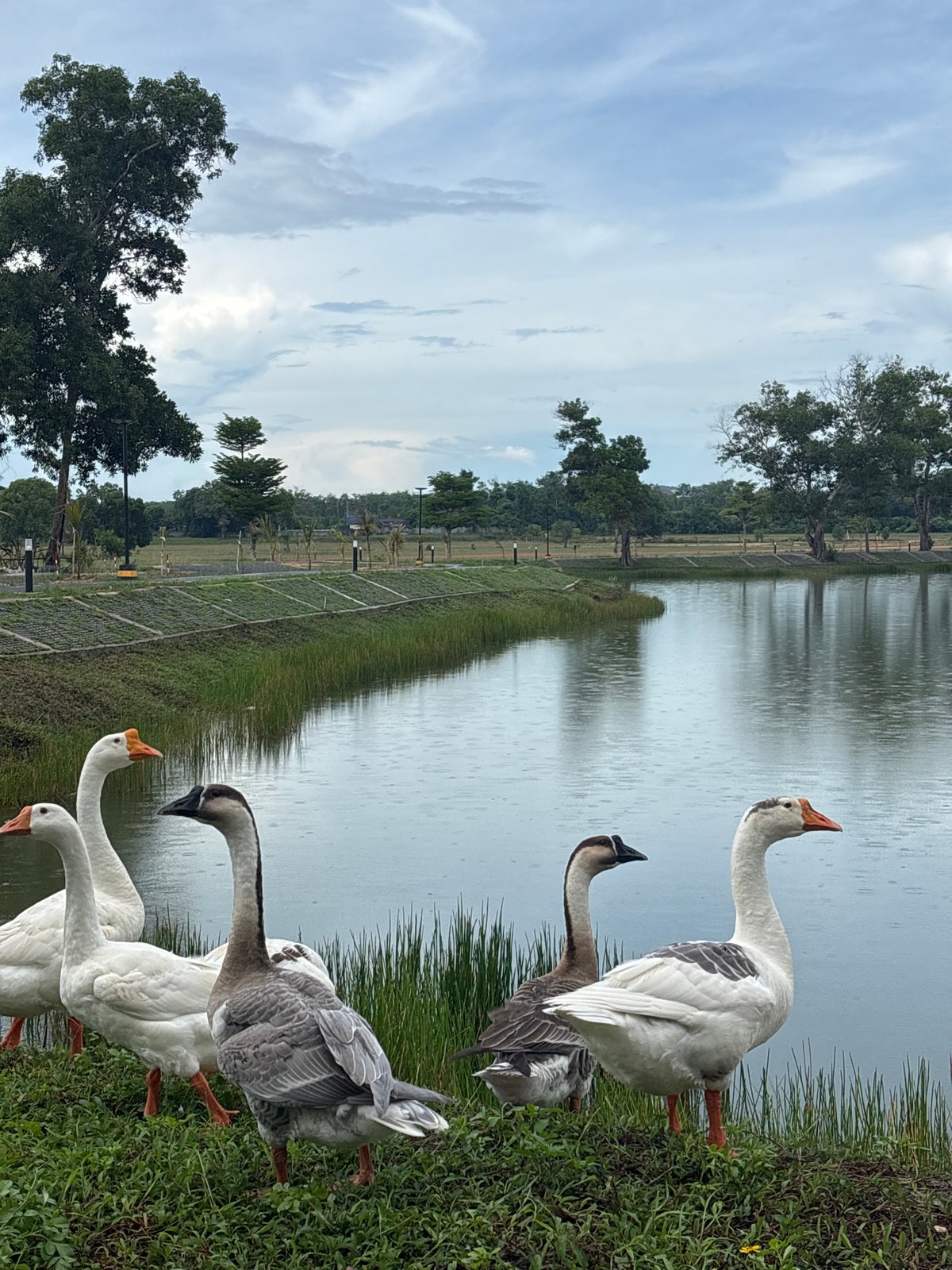 Rural morning scenes documented in Choeng Thale, Thailand