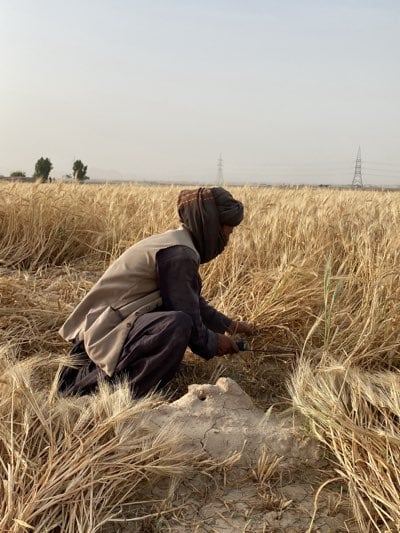 Afghan farmers harvest wheat crops in Jabadar fields