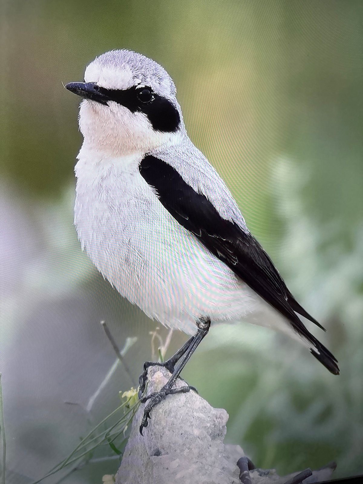 Bird watchers document diverse species in Burgas Bulgaria