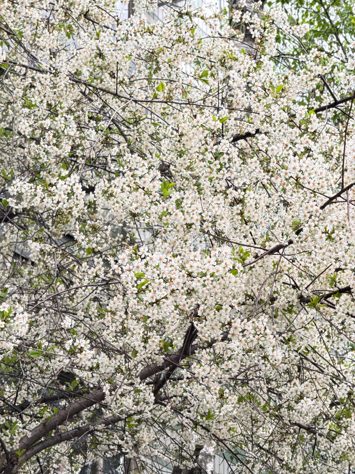 Moscow resident documents spring blooms, retro gaming moments