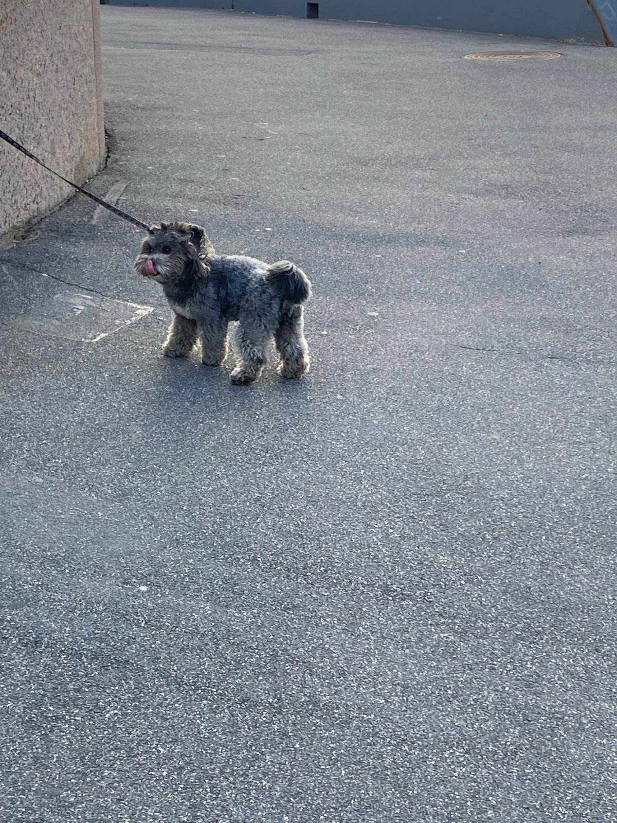 Leashed dog spotted on Saint Petersburg street