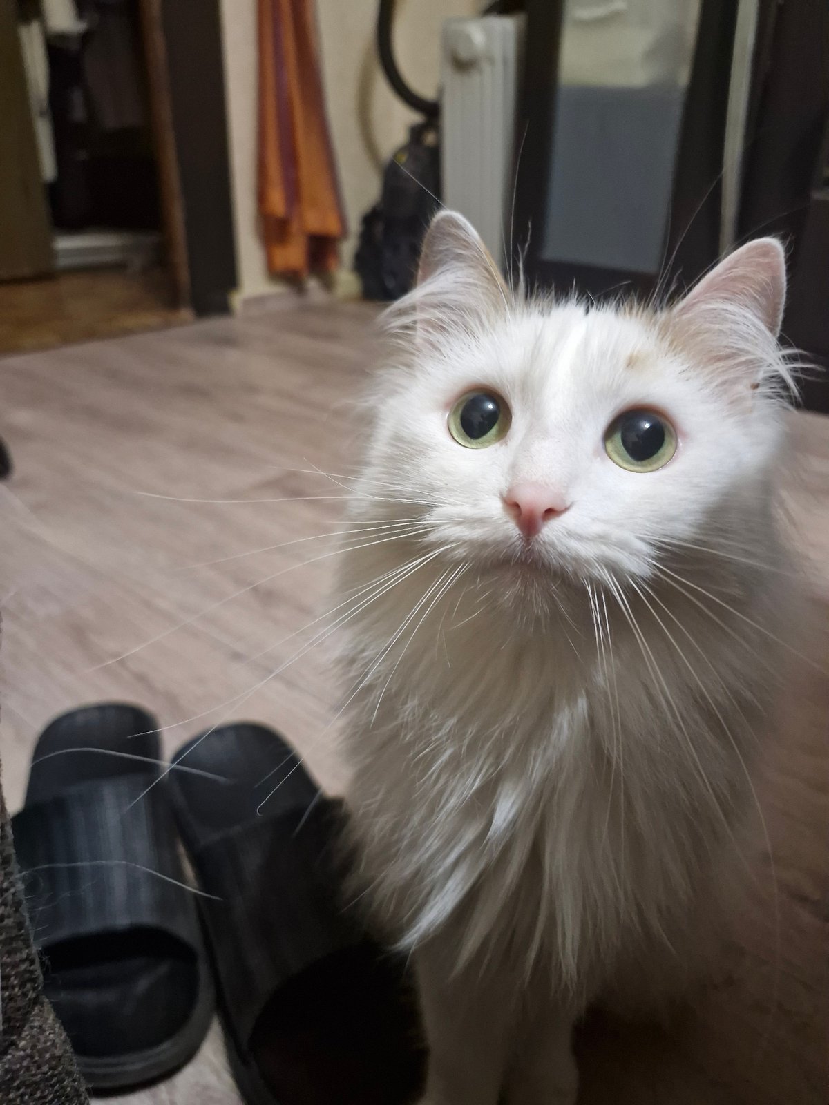 Person documents quiet evening with cat in Yekaterinburg home