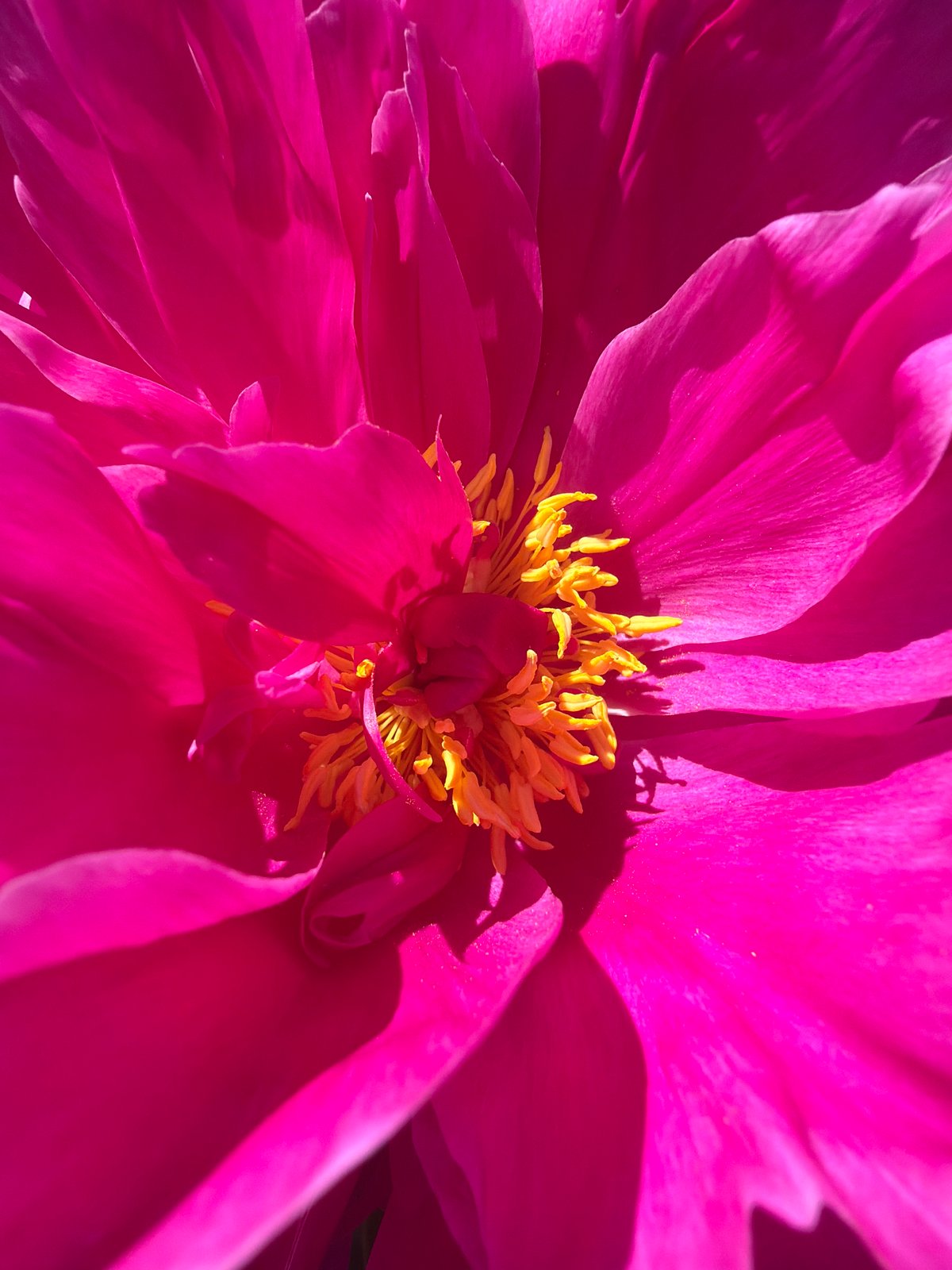 Pink peonies and garden foliage in a Russian dacha plot